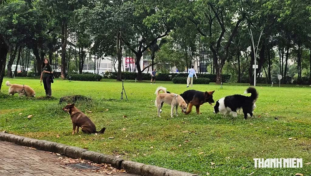 Lăng kính bạn đọc: Công viên không phải tài sản riêng của người nuôi chó - Ảnh 1.