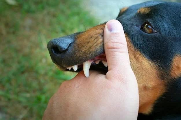 Nguy cơ tử vong từ bệnh dại: Một lần chủ quan c&oacute; thể đ&aacute;nh đổi bằng t&iacute;nh mạng- Ảnh 1.