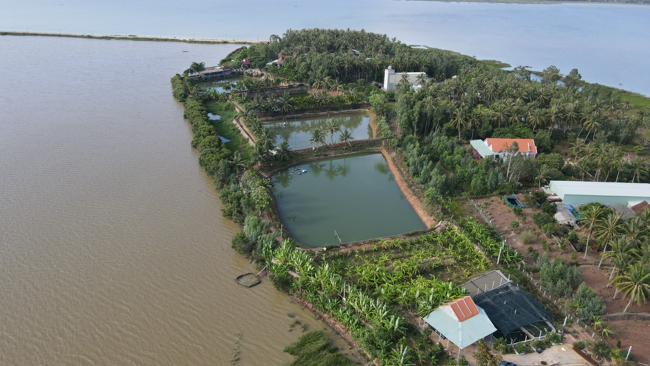 Thu tiền tỉ từ mô hình nuôi cá chình trên đầm Trà Ổ- Ảnh 1.