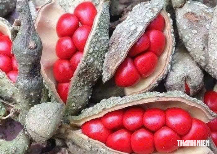 C&acirc;y dổi 'h&aacute;i ra tiền' ở Gia Lai giờ chặt bỏ v&igrave; kh&ocirc;ng ai thu mua - Ảnh 1.