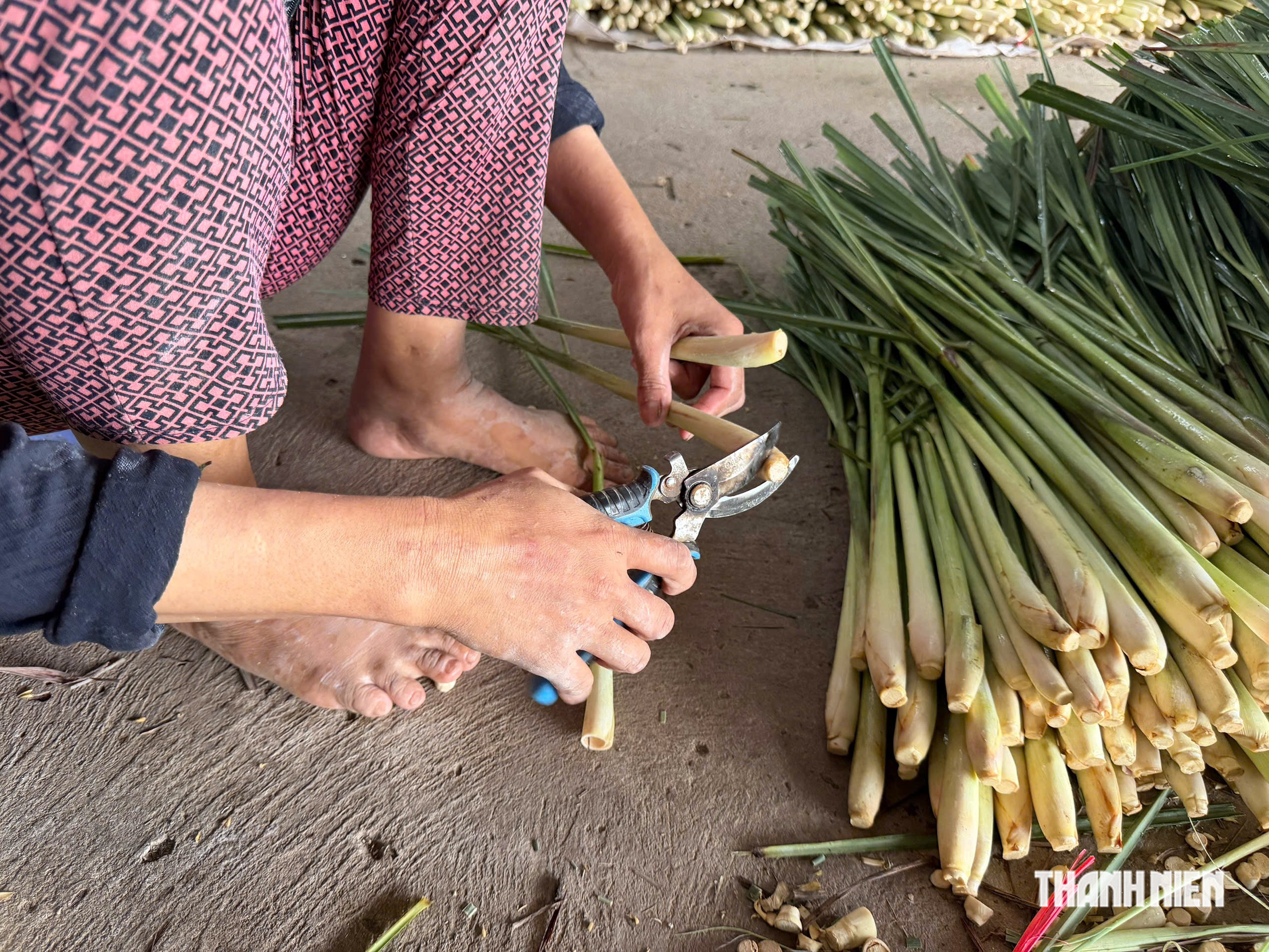 Gõ cửa 'xóm bóc sả' ở cù lao Tân Phú Đông- Ảnh 3.