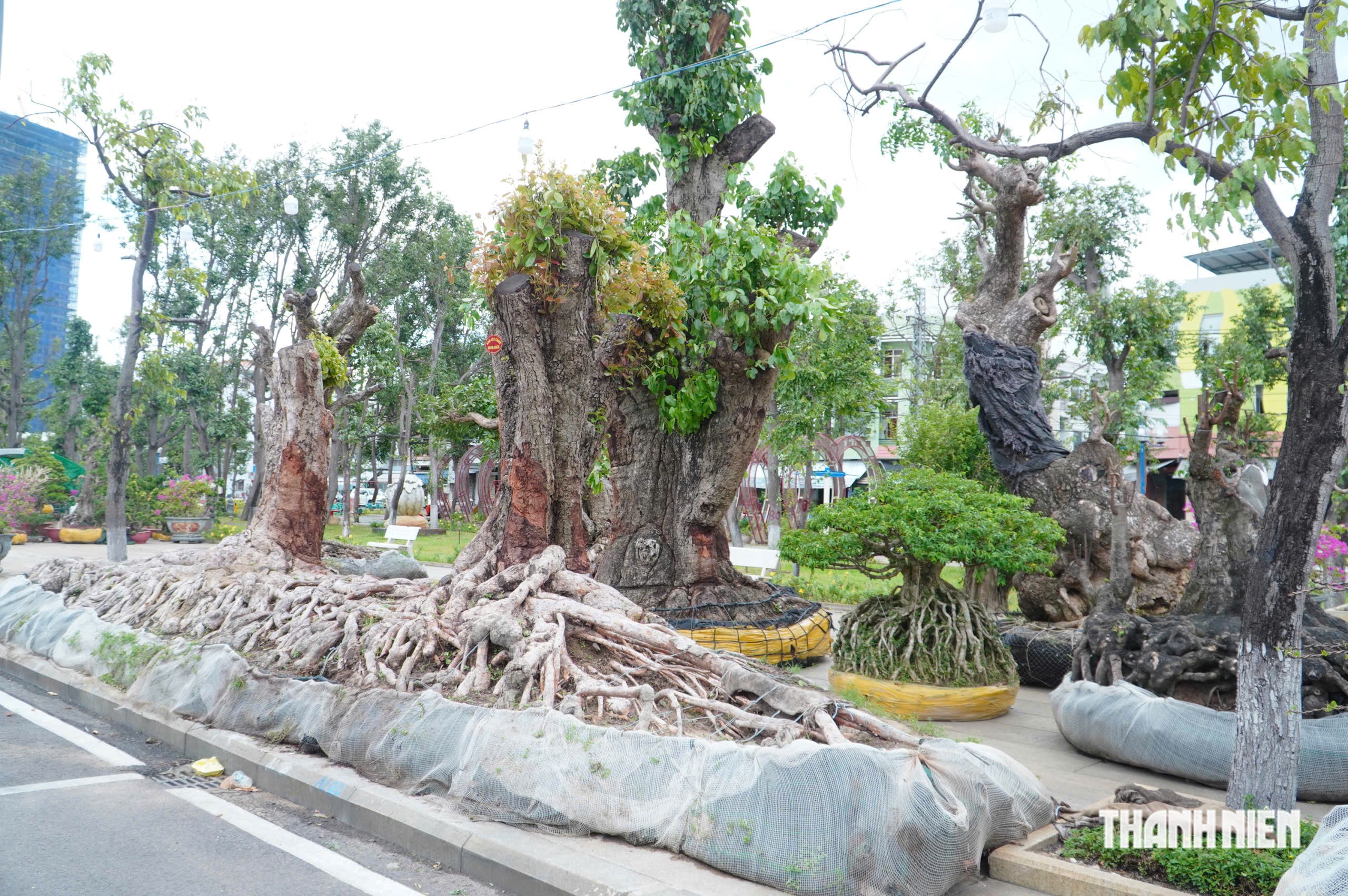 Độc lạ những chậu bonsai khủng, nặng hàng tấn mới xuất hiện tại Quy Nhơn - Ảnh 14.
