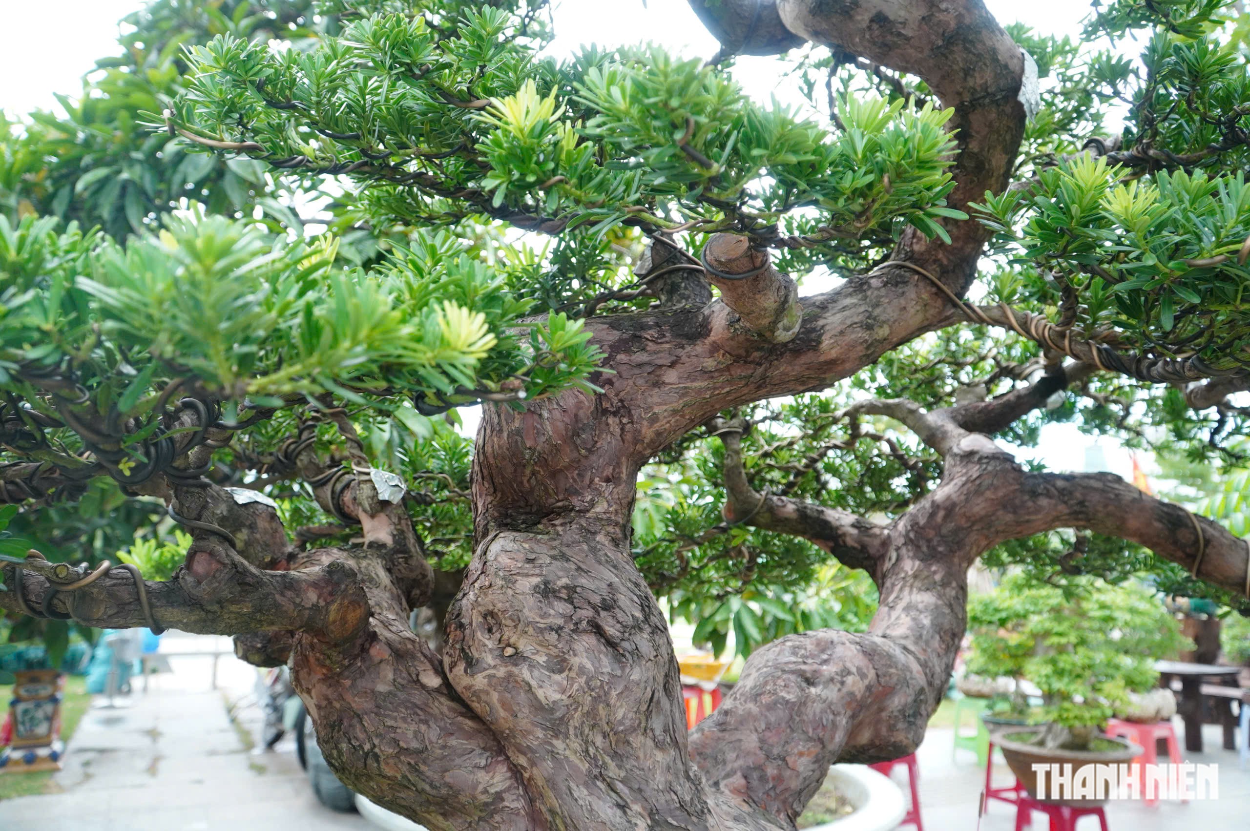 Độc lạ những chậu bonsai khủng, nặng hàng tấn mới xuất hiện tại Quy Nhơn - Ảnh 12.