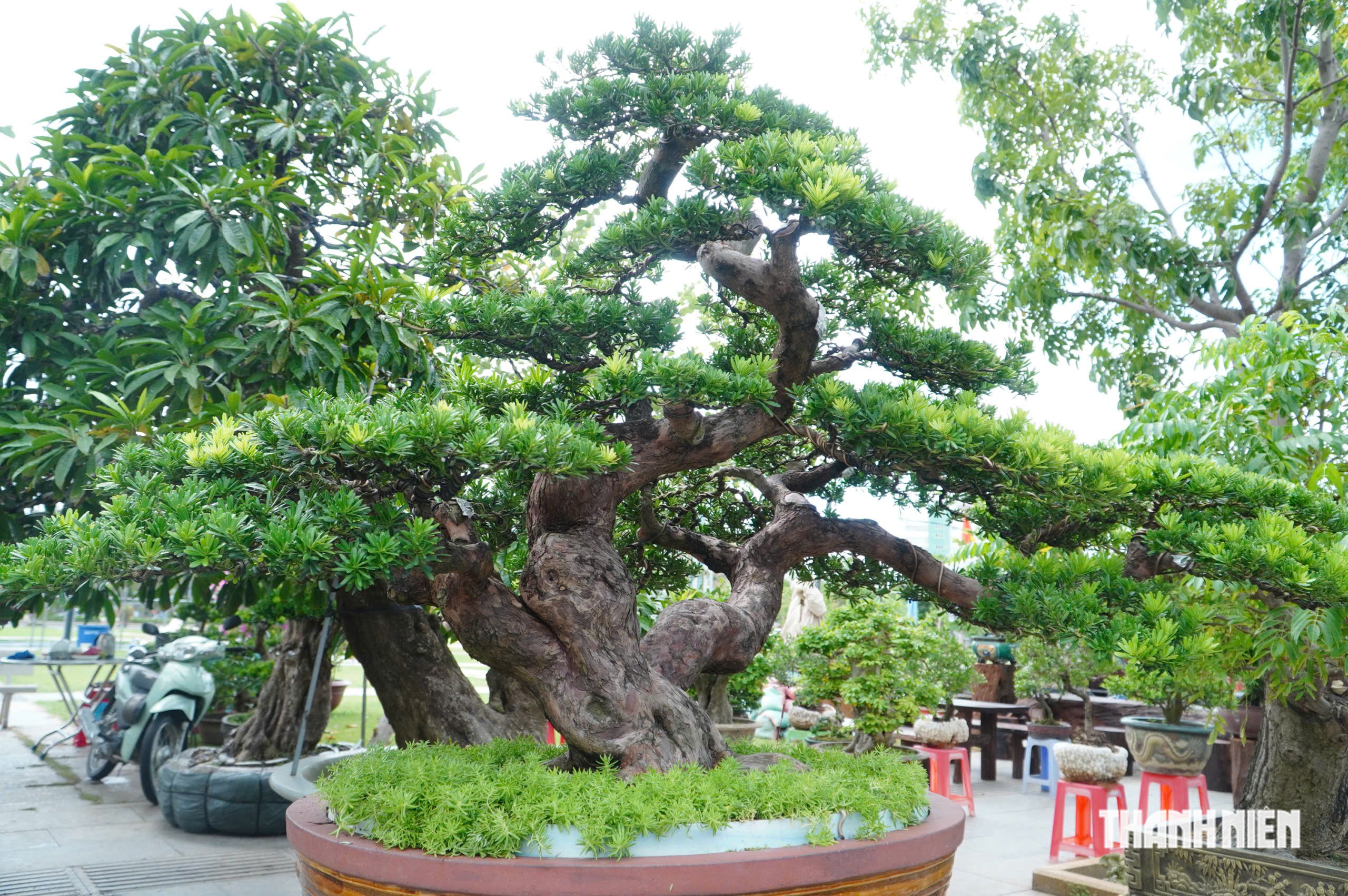 Độc lạ những chậu bonsai khủng, nặng hàng tấn mới xuất hiện tại Quy Nhơn - Ảnh 11.