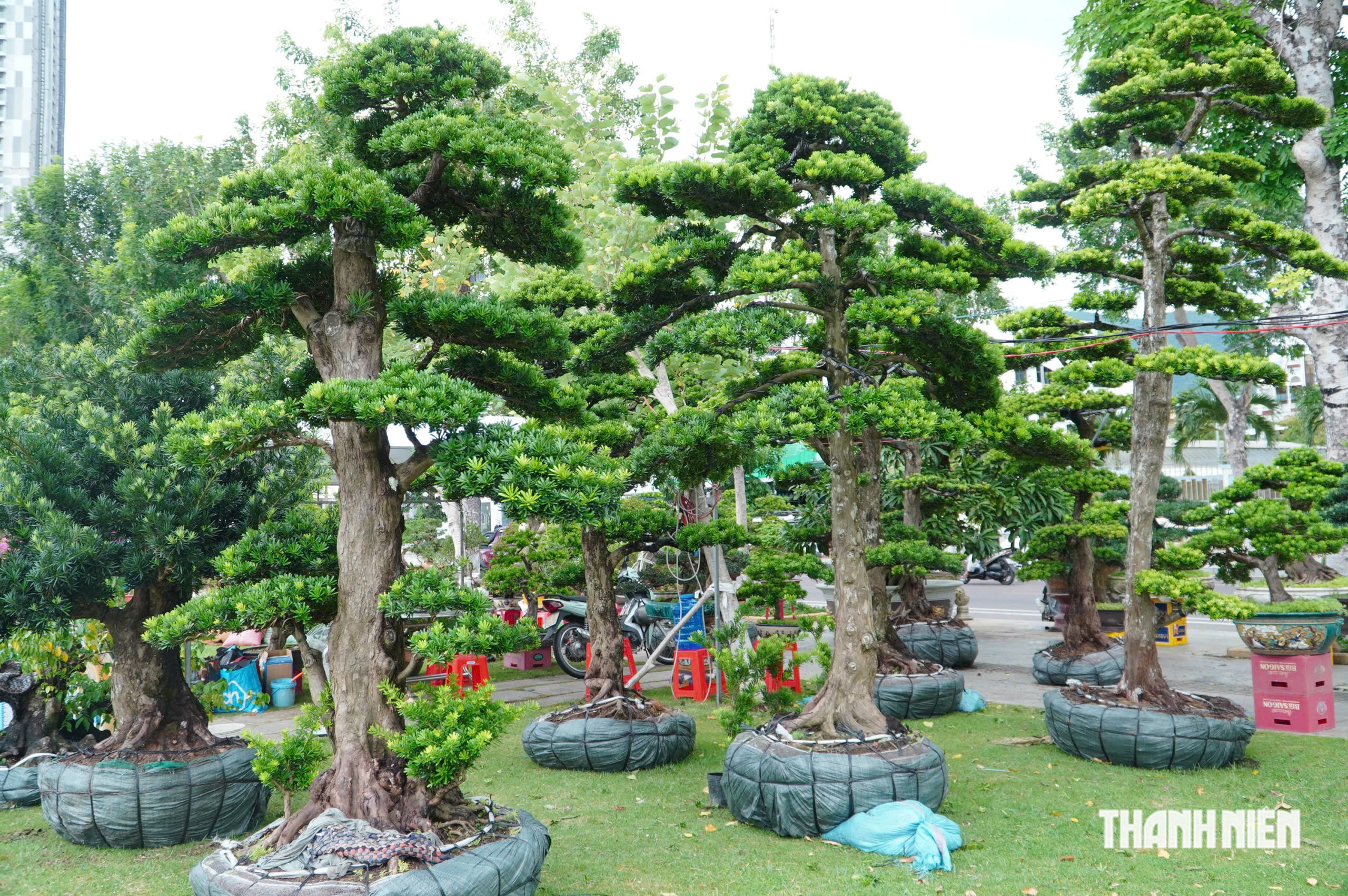 Độc lạ những chậu bonsai khủng, nặng hàng tấn mới xuất hiện tại Quy Nhơn - Ảnh 13.