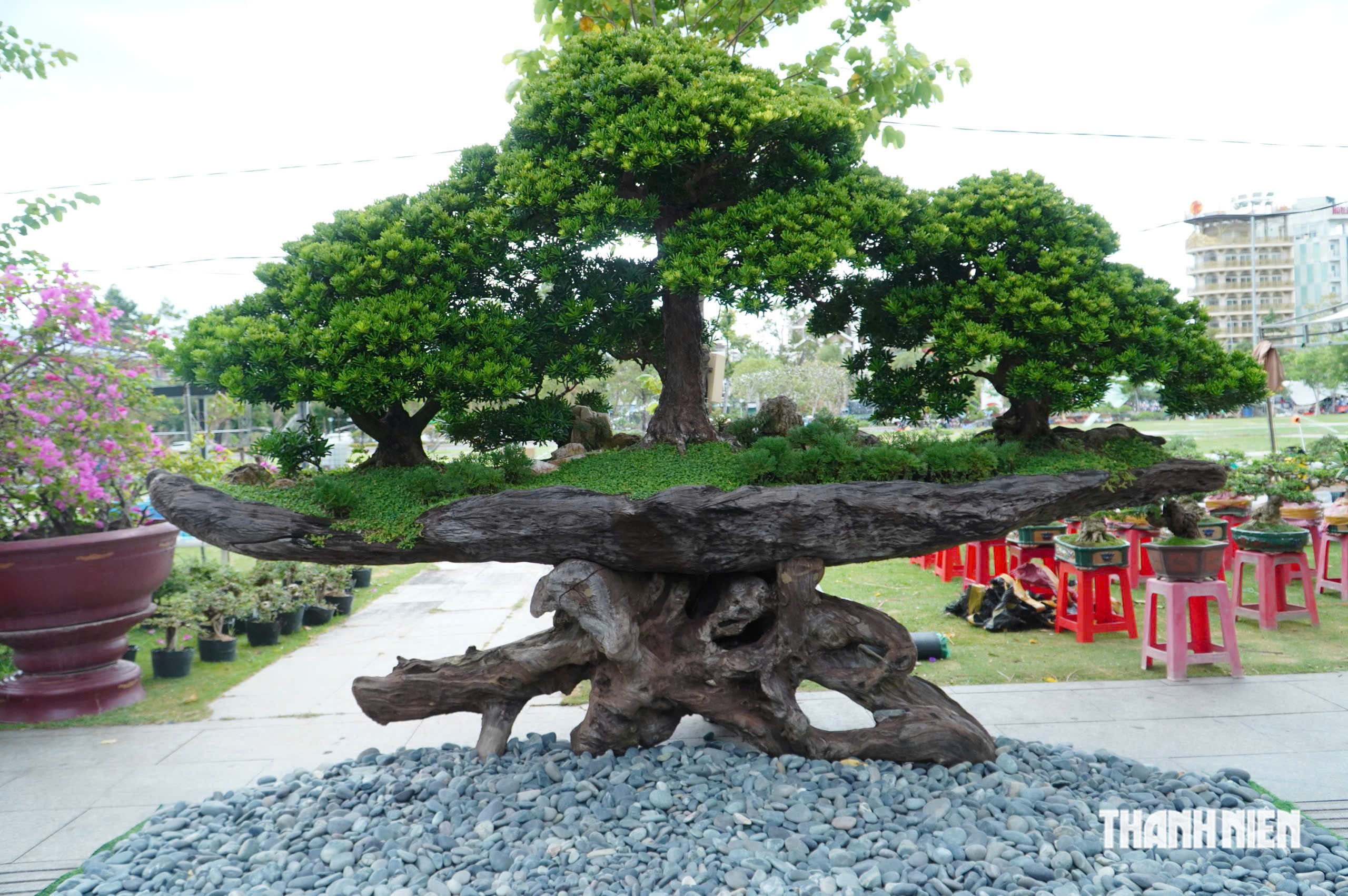 Độc lạ những chậu bonsai khủng, nặng hàng tấn mới xuất hiện tại Quy Nhơn - Ảnh 6.