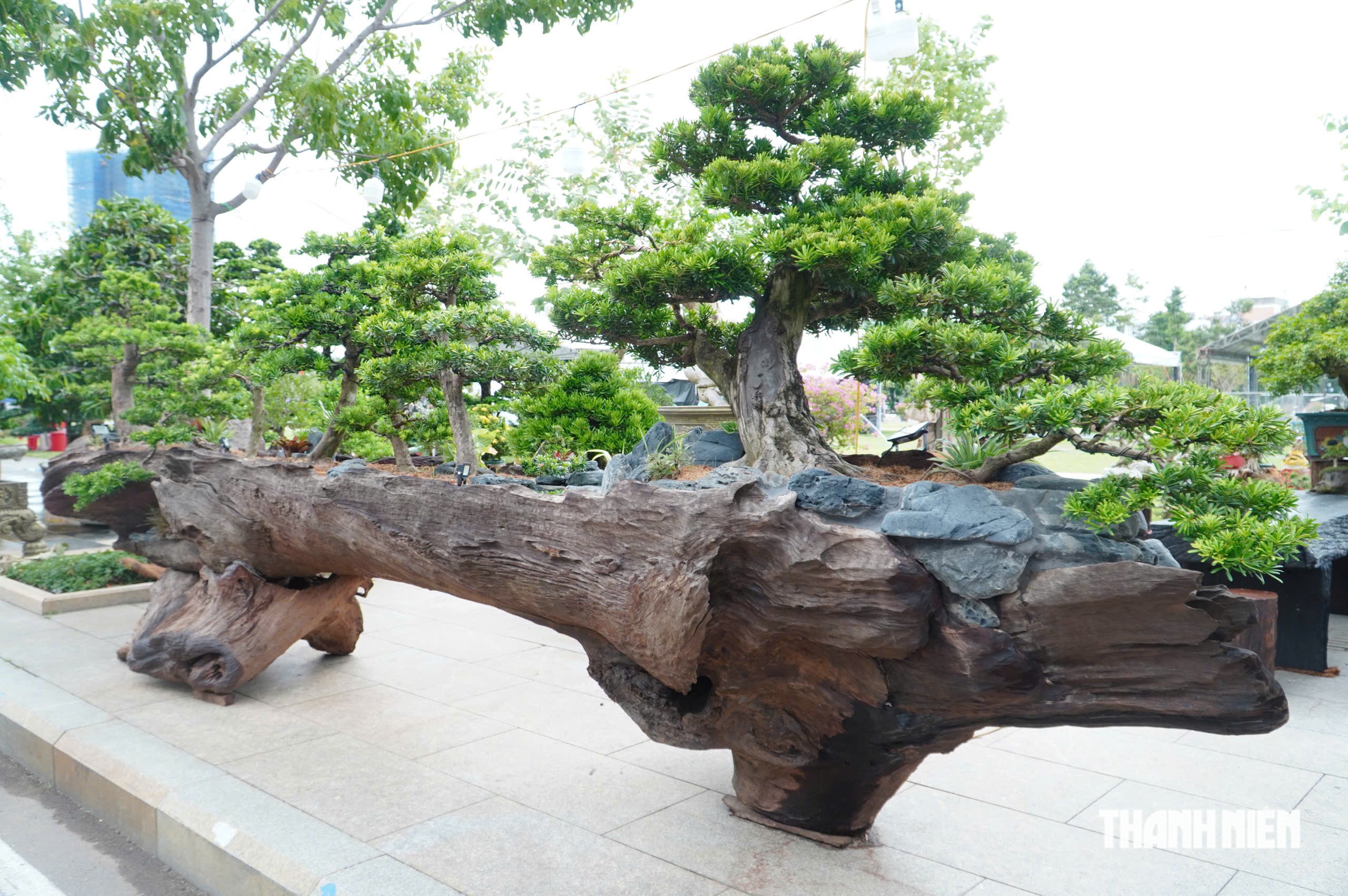 Độc lạ những chậu bonsai khủng, nặng hàng tấn mới xuất hiện tại Quy Nhơn - Ảnh 3.