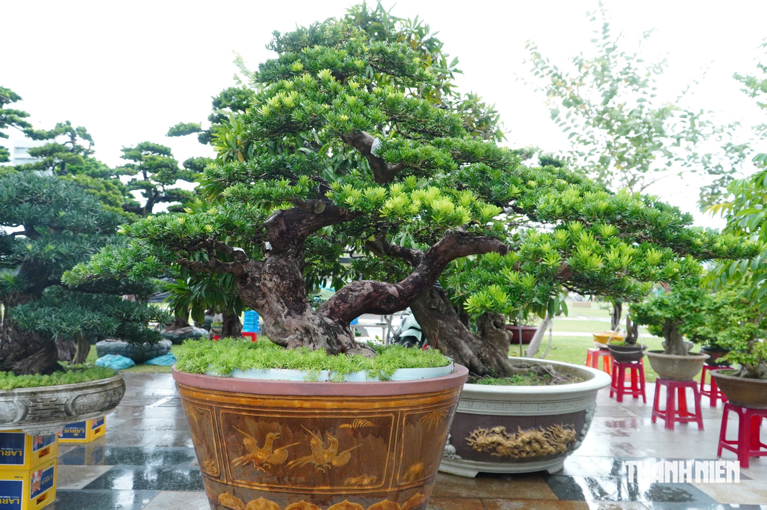 Độc lạ những chậu bonsai khủng, nặng hàng tấn mới xuất hiện tại Quy Nhơn - Ảnh 10.