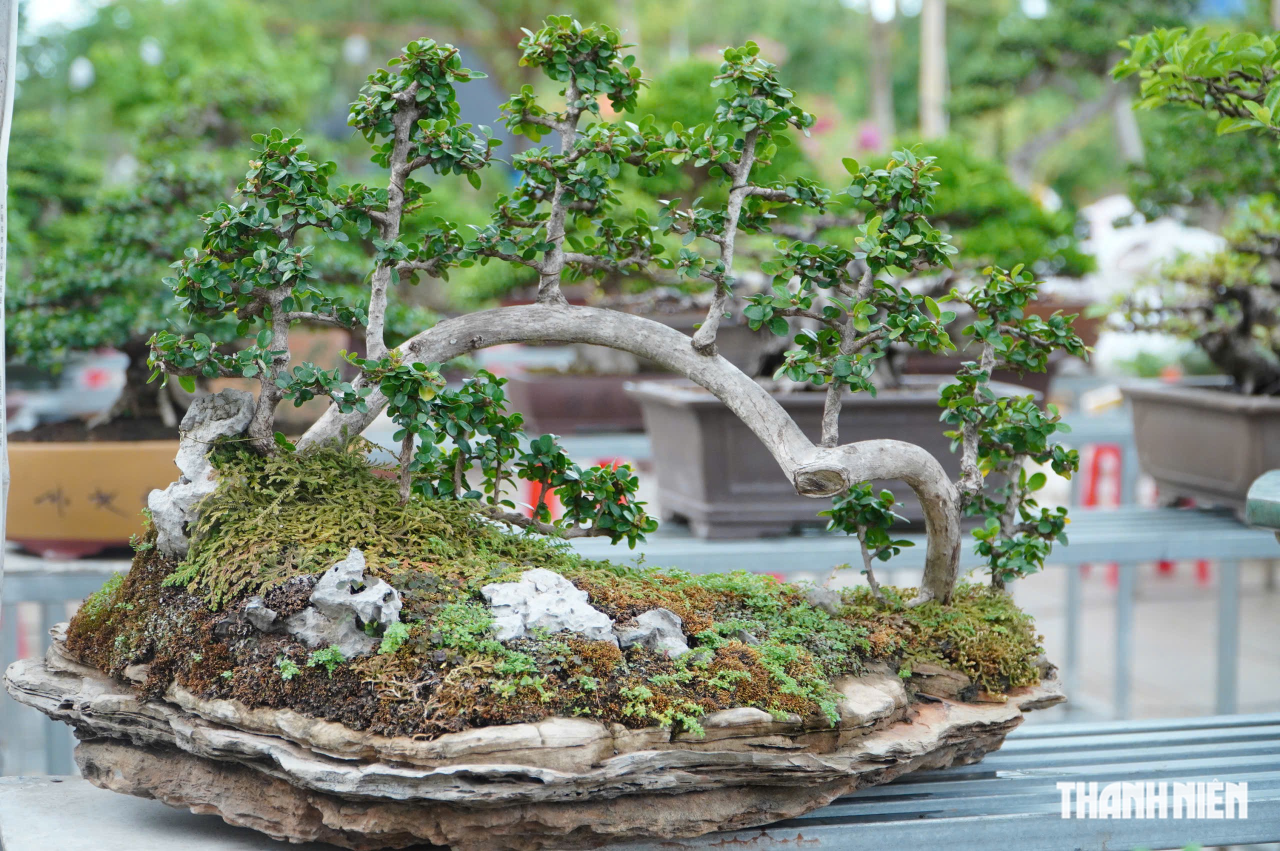 Độc lạ những chậu bonsai khủng, nặng hàng tấn mới xuất hiện tại Quy Nhơn - Ảnh 15.