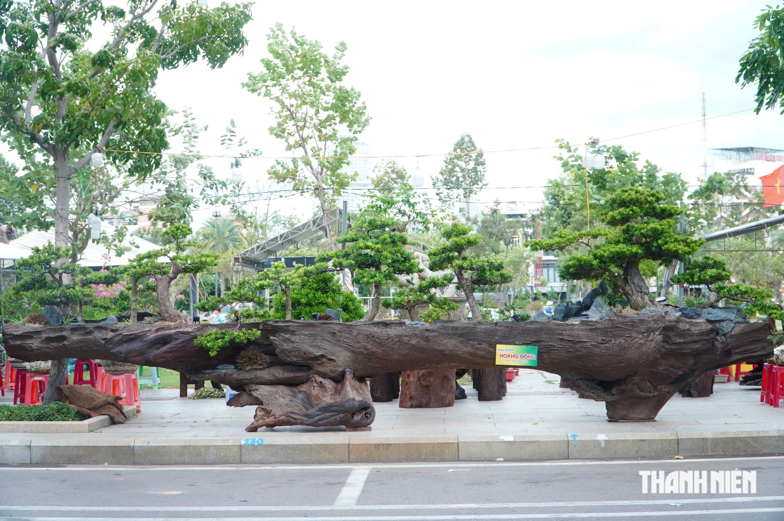 Độc lạ những chậu bonsai khủng, nặng hàng tấn mới xuất hiện tại Quy Nhơn - Ảnh 2.