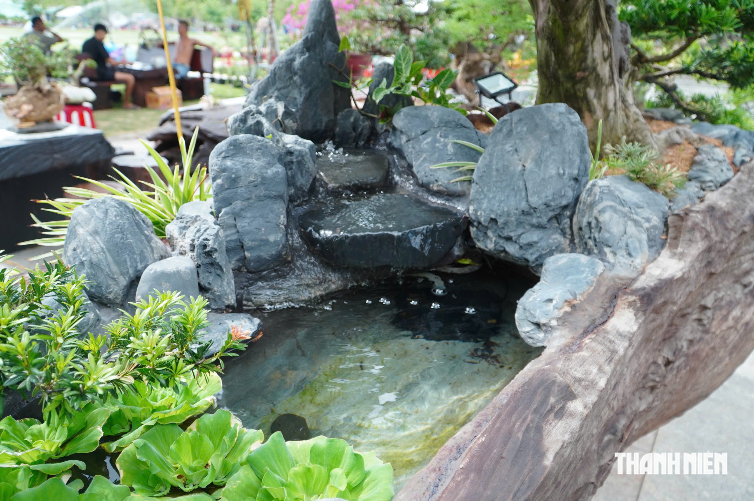 Độc lạ những chậu bonsai khủng, nặng hàng tấn mới xuất hiện tại Quy Nhơn - Ảnh 4.
