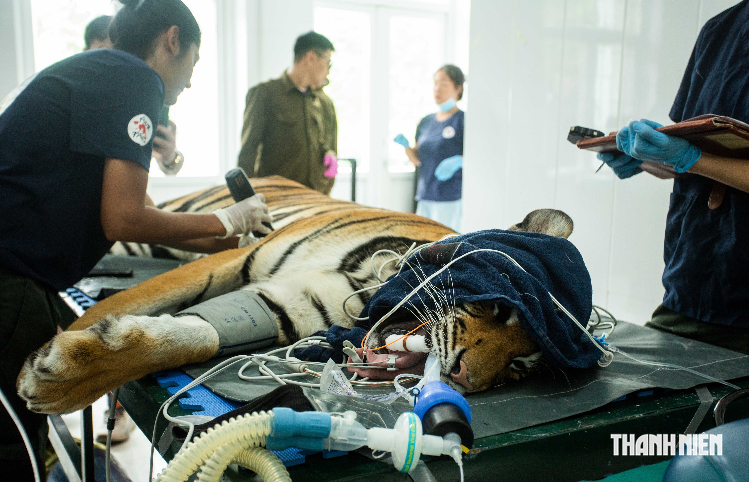 7 cá thể hổ ở Phong Nha được khám sức khỏe trước ngày sắp 'ra riêng' - Ảnh 9.