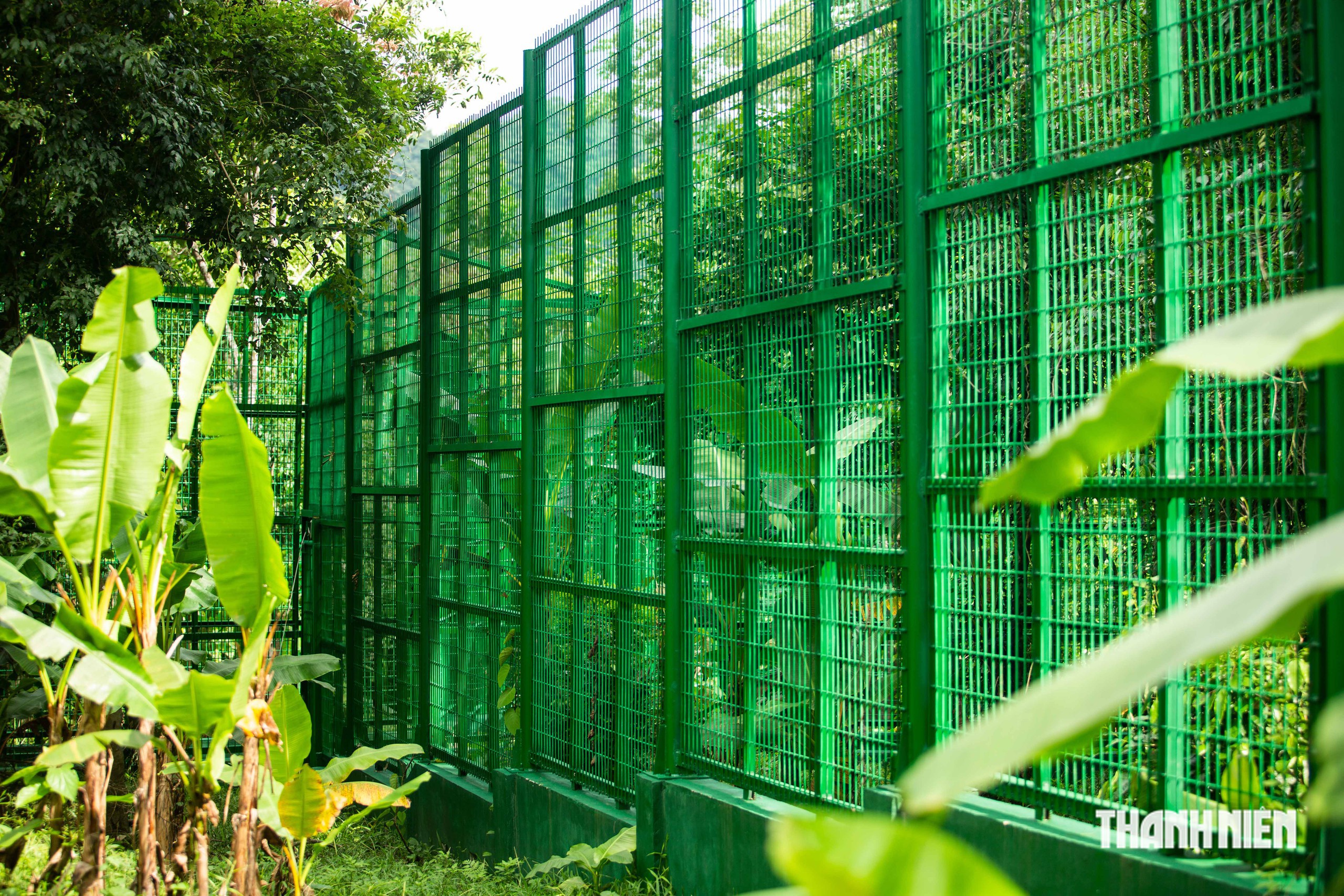 Chuồng bán hoang dã của hổ Đông Dương ở Phong Nha được xây dựng như thế nào?- Ảnh 4.