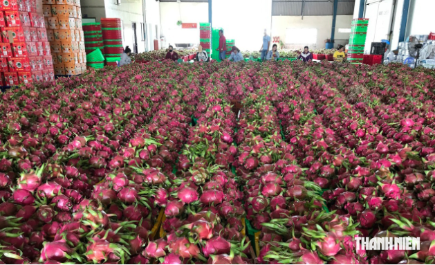L&acirc;m Đồng khẩn trương thực hiện ch&iacute;nh s&aacute;ch mới về m&atilde; số v&ugrave;ng trồng - Ảnh 2.