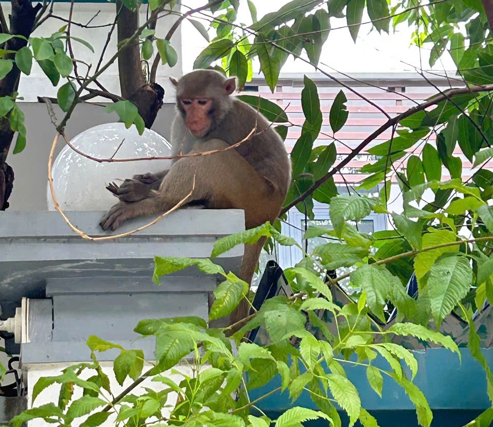 Khỉ hoang Sơn Trà bạo hơn, tràn xuống phố ở Đà Nẵng tìm thức ăn- Ảnh 2.