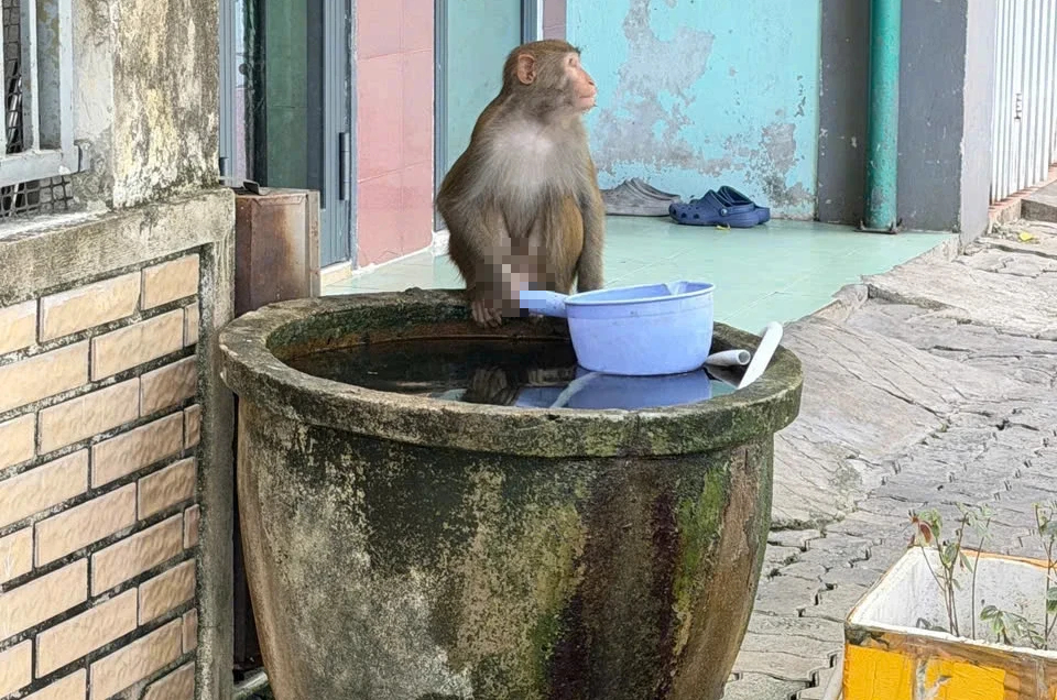 Khỉ hoang Sơn Trà bạo hơn, tràn xuống phố ở Đà Nẵng tìm thức ăn- Ảnh 1.