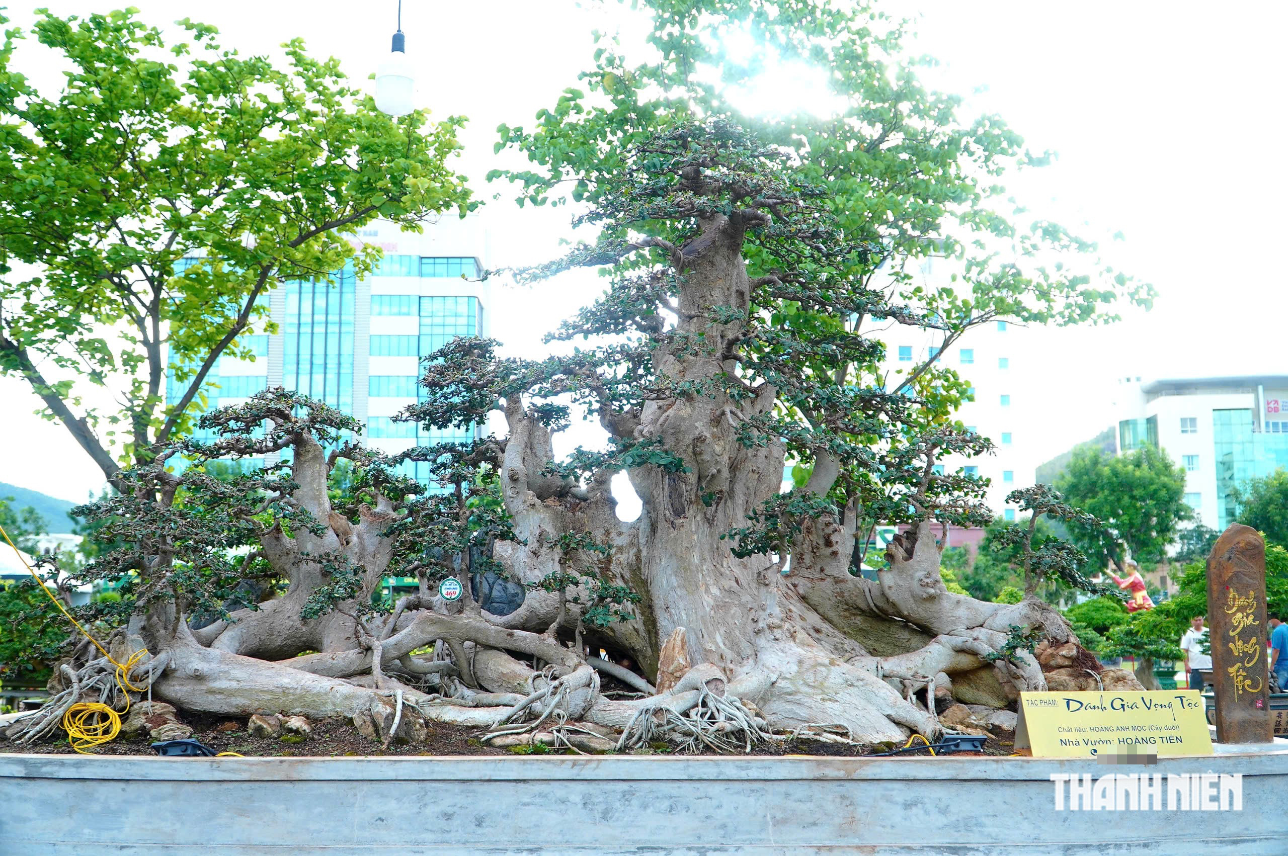 Tác phẩm bonsai được treo giá 10 tỉ đồng ở triển lãm sinh vật cảnh Quy Nhơn - Ảnh 3.