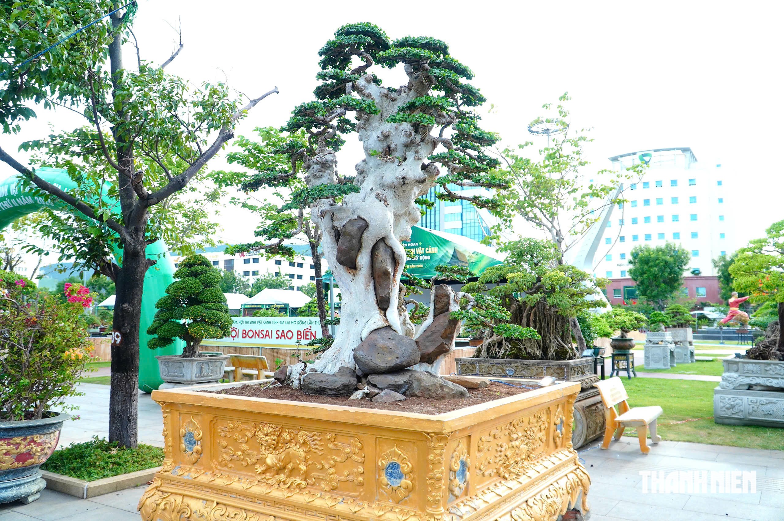 Tác phẩm bonsai được treo giá 10 tỉ đồng ở triển lãm sinh vật cảnh Quy Nhơn - Ảnh 13.