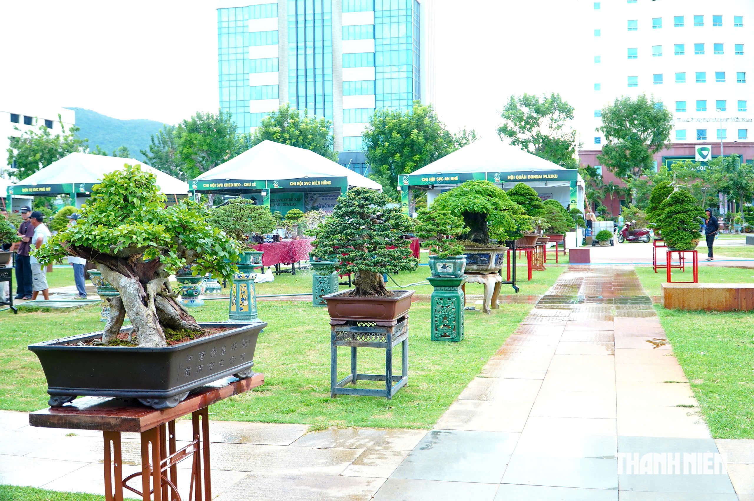 Tác phẩm bonsai được treo giá 10 tỉ đồng ở triển lãm sinh vật cảnh Quy Nhơn - Ảnh 12.