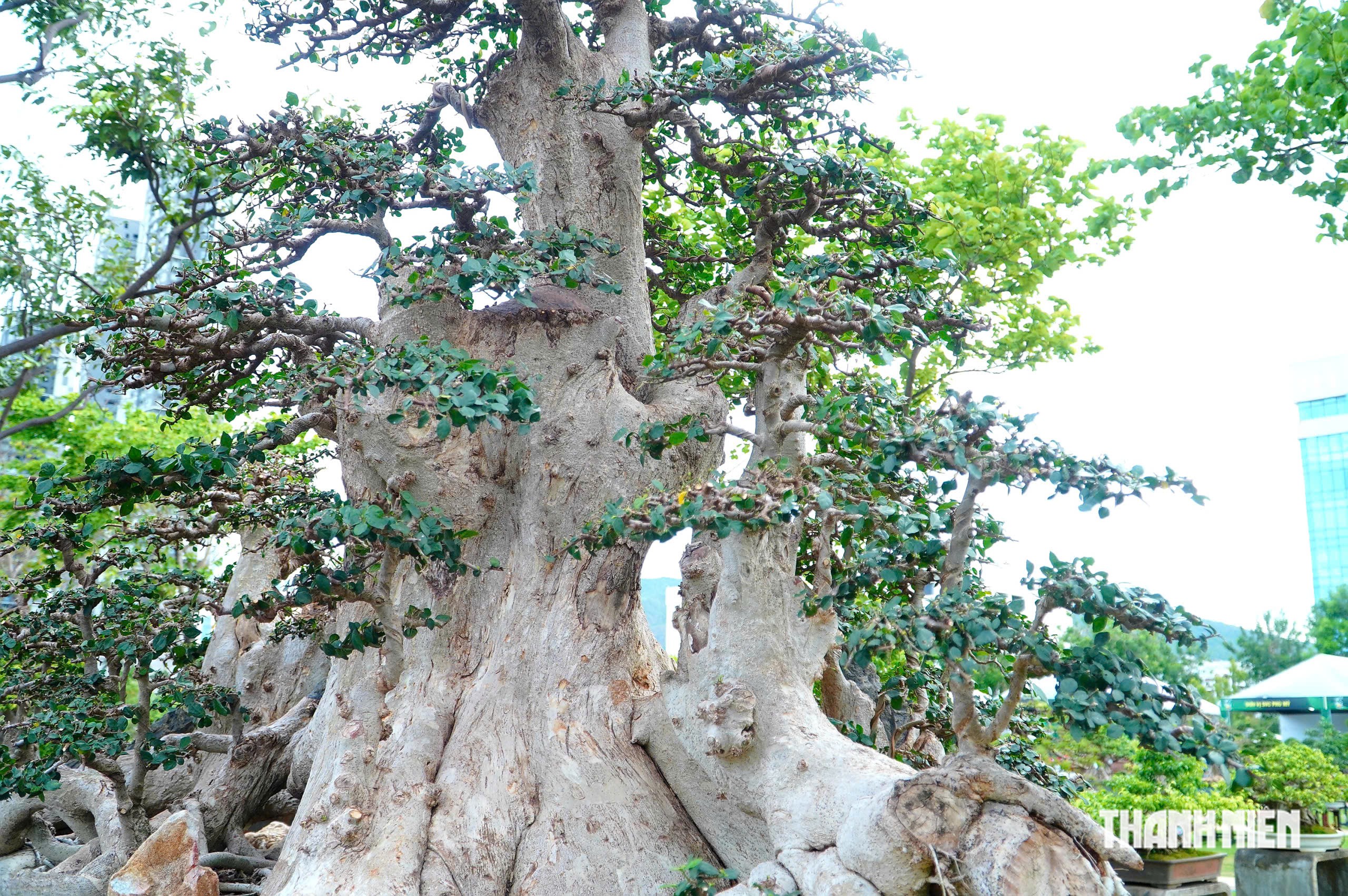 Tác phẩm bonsai được treo giá 10 tỉ đồng ở triển lãm sinh vật cảnh Quy Nhơn - Ảnh 4.