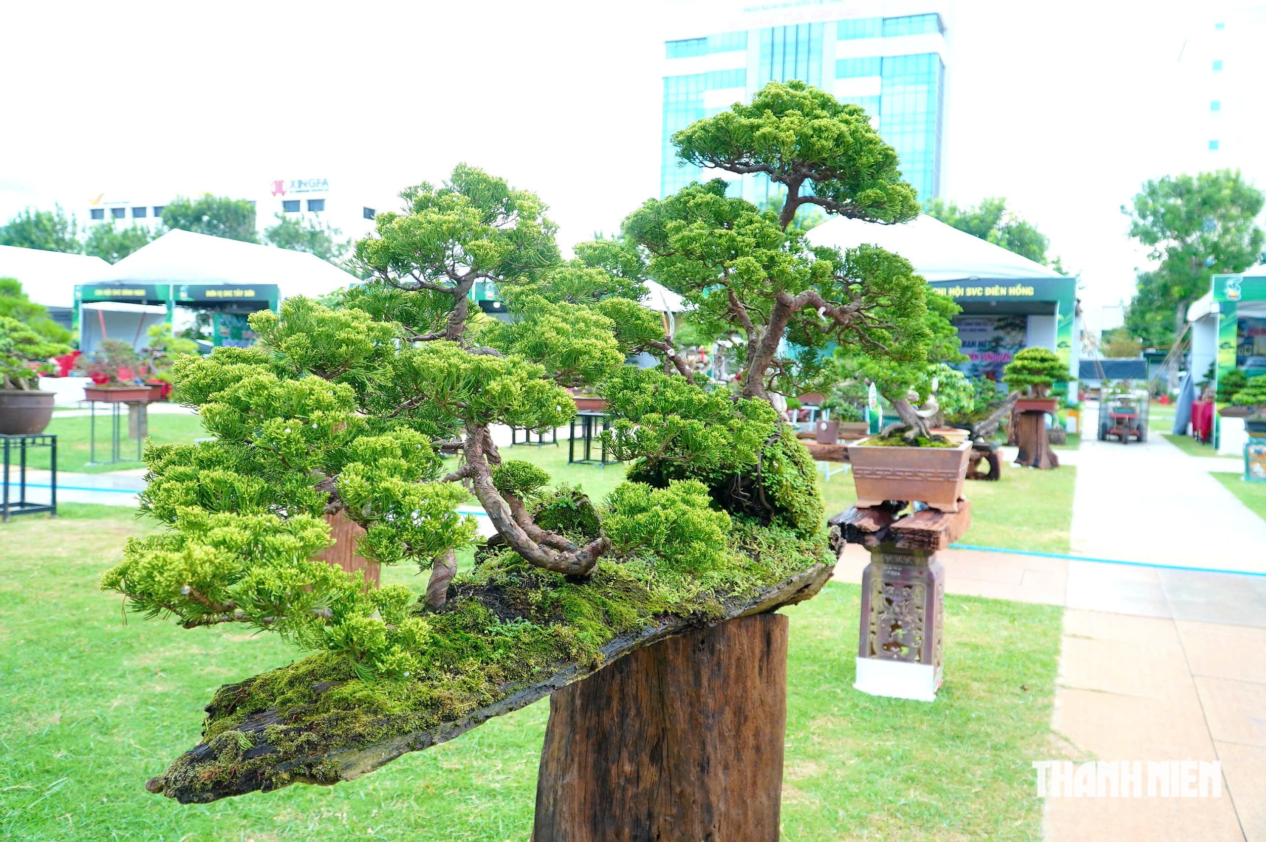 Tác phẩm bonsai được treo giá 10 tỉ đồng ở triển lãm sinh vật cảnh Quy Nhơn - Ảnh 10.