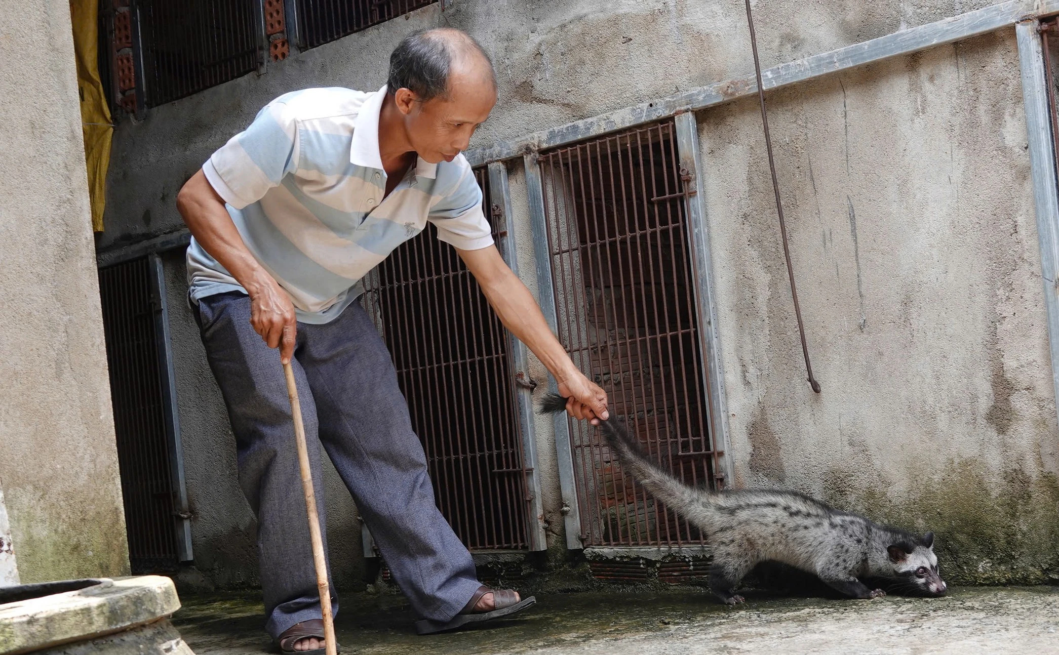 Làng nuôi chồn vòi hương bên sông Vệ - Ảnh 2.