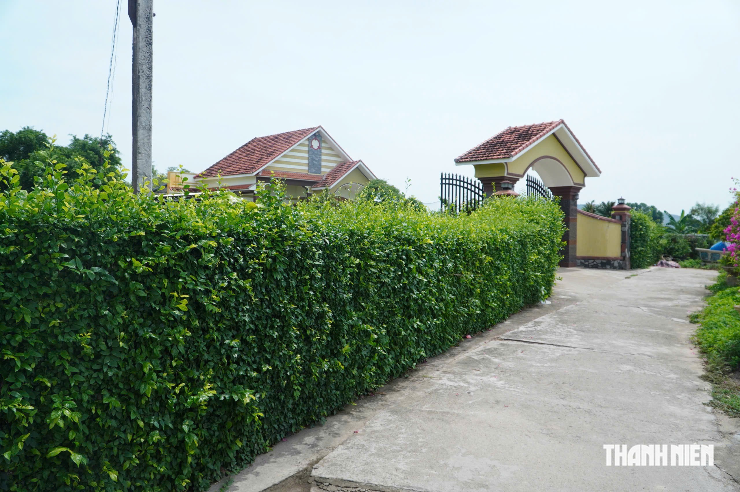 Những 'bức tường xanh' ở quê hương Đào Tấn - hậu tổ nghệ thuật tuồng - Ảnh 6.