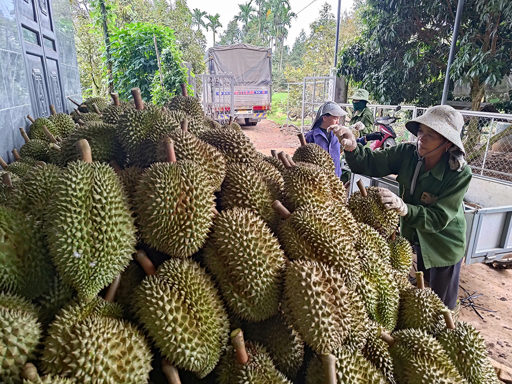 Sẽ có cuộc 'bùng nổ' lần thứ 2 của sầu riêng?- Ảnh 2.