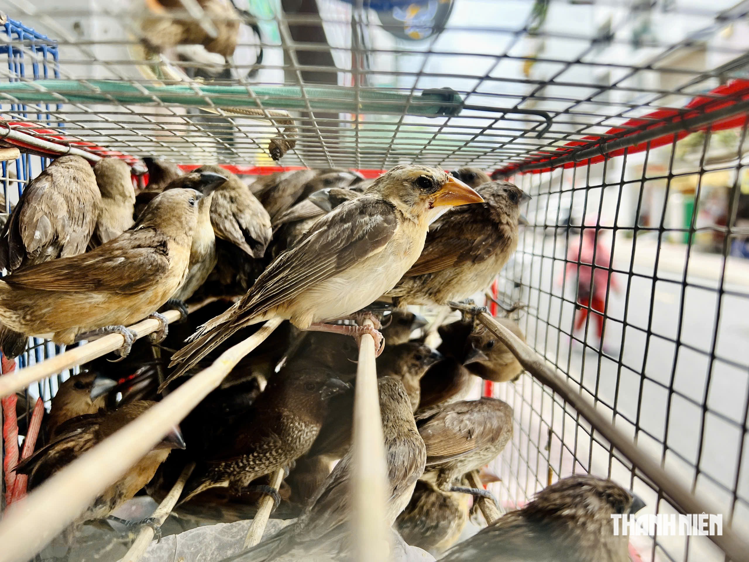 Kh&aacute;nh H&ograve;a r&agrave; so&aacute;t t&agrave;i khoản mạng x&atilde; hội bu&ocirc;n b&aacute;n động vật hoang d&atilde;- Ảnh 2.