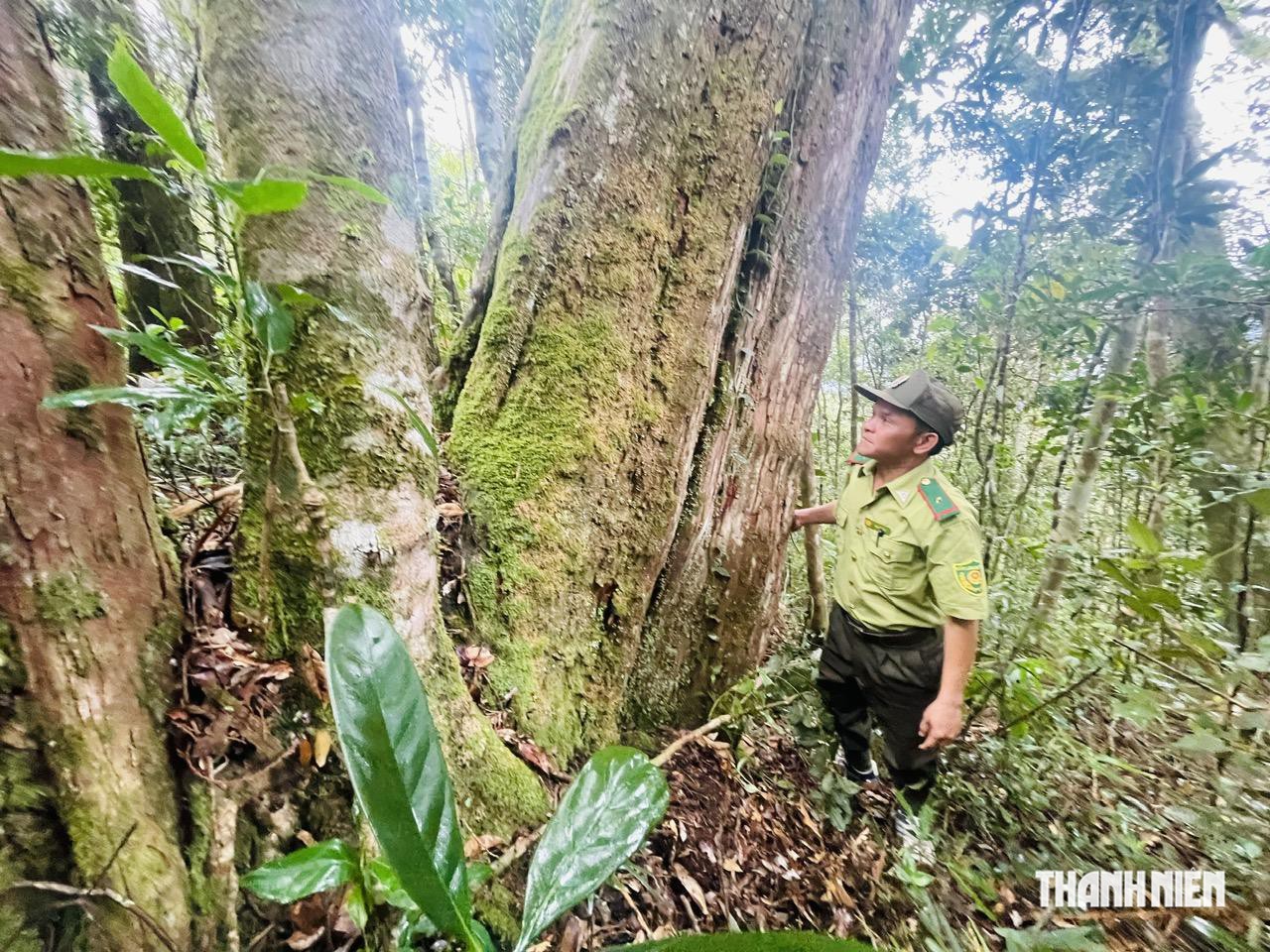 Gia Lai lập 'siêu ban' quản lý rừng đặc dụng- Ảnh 4.