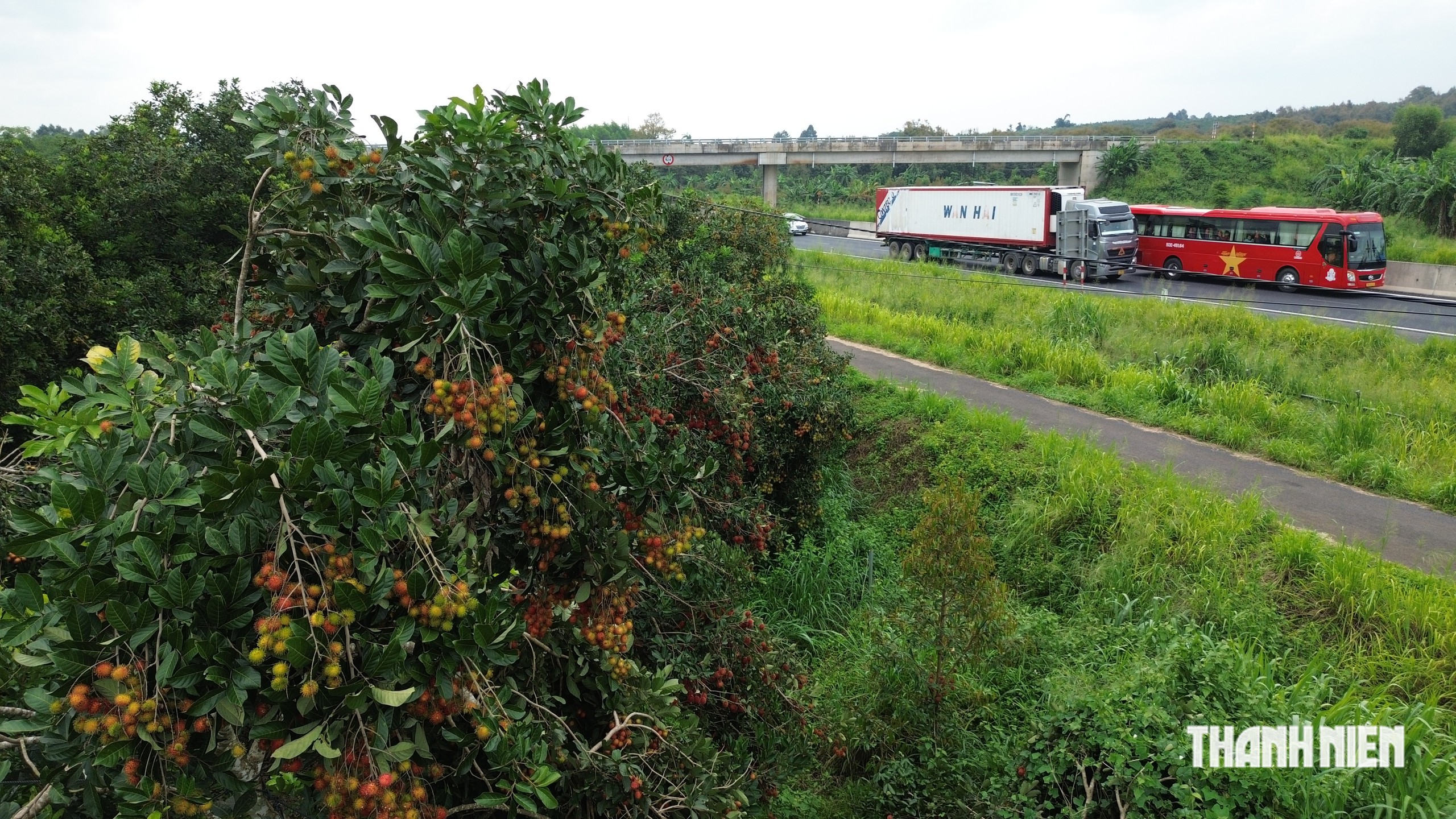 Ăn chôm chôm rồi ném hạt xuống ô tô đang chạy trên cao tốc, bị xử lý - Ảnh 3.