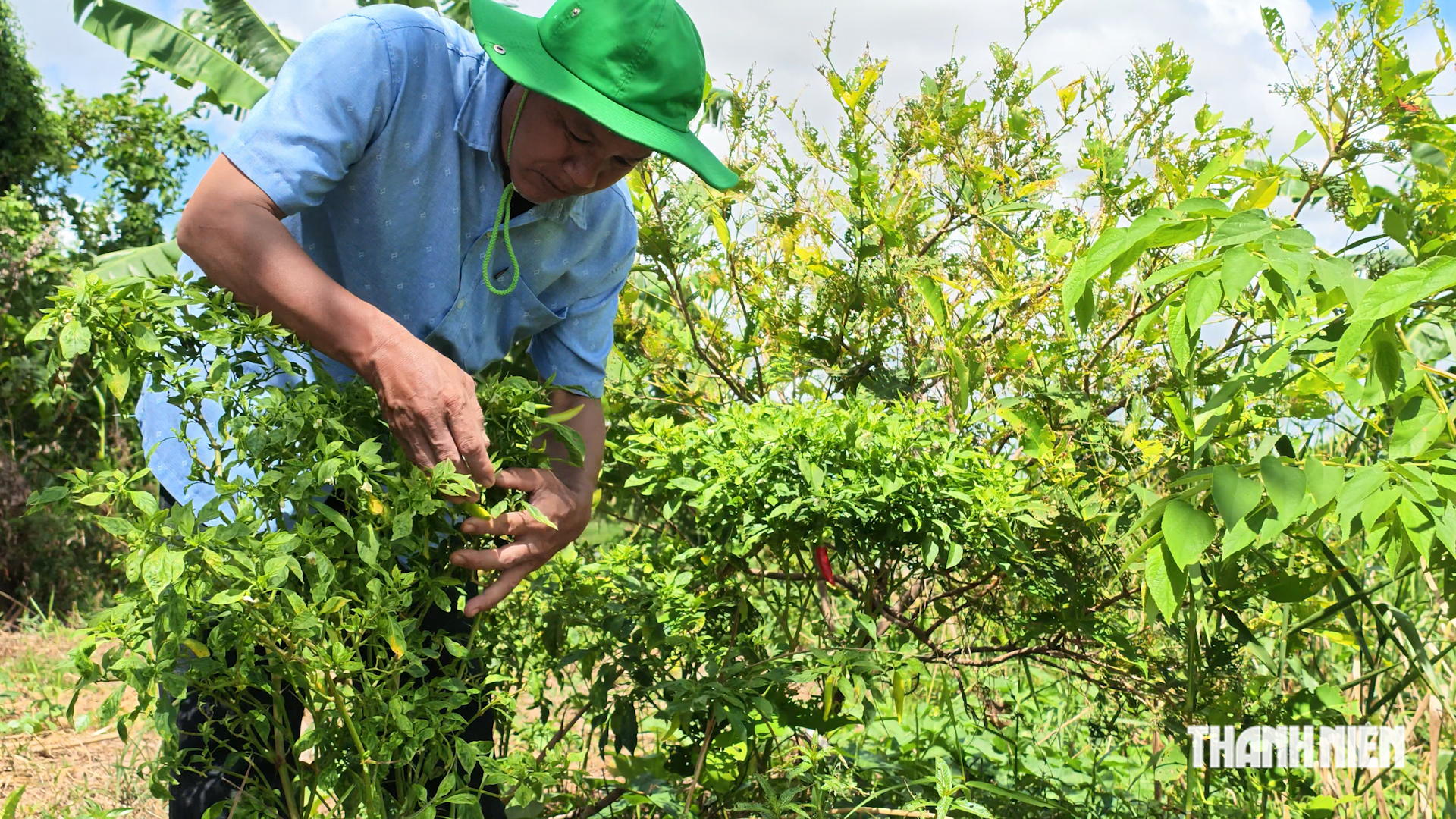 C&ugrave;ng sống xanh 160: Từng phải bỏ thi để nhập viện do phun thuốc BVTV, anh n&ocirc;ng d&acirc;n tạo ra đất thơm tốt c&acirc;y- Ảnh 1.