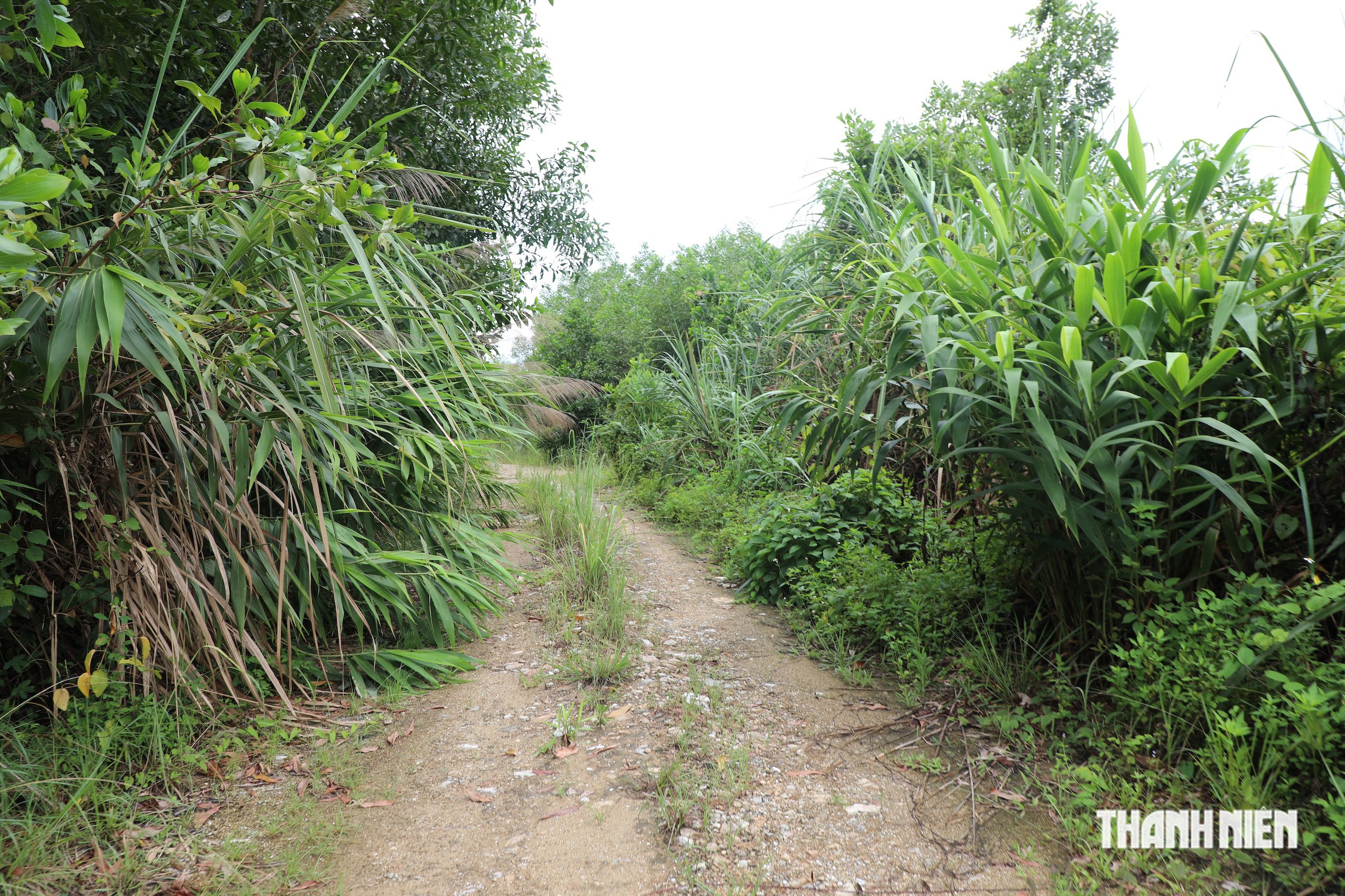 Đồi tỉ, nơi hàng ngàn người tranh nhau đào tìm đá đỏ bây giờ ra sao? - Ảnh 4.