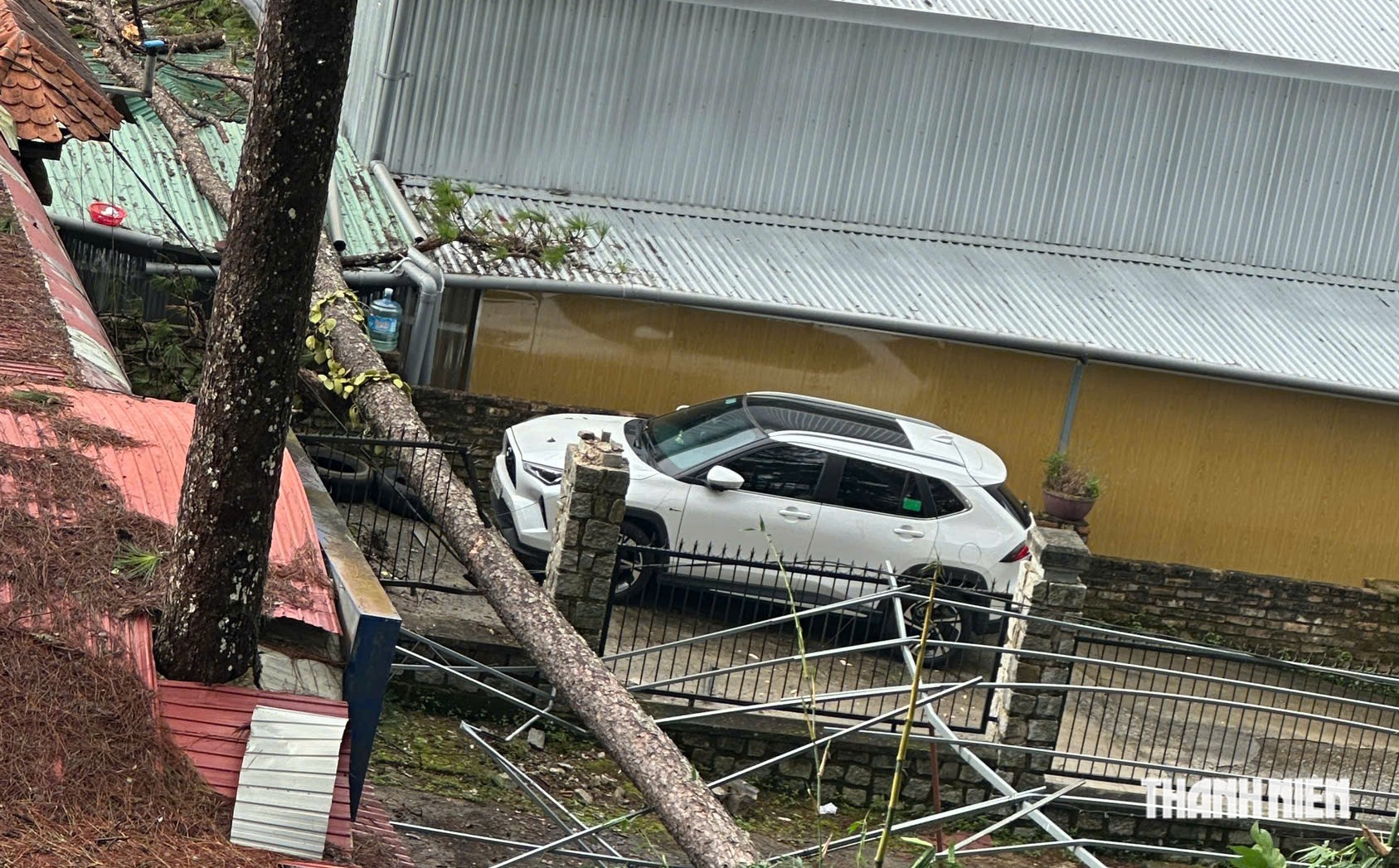 Thông cổ thụ ở Đà Lạt bật gốc ngã đổ, người dân hoảng loạn- Ảnh 2.