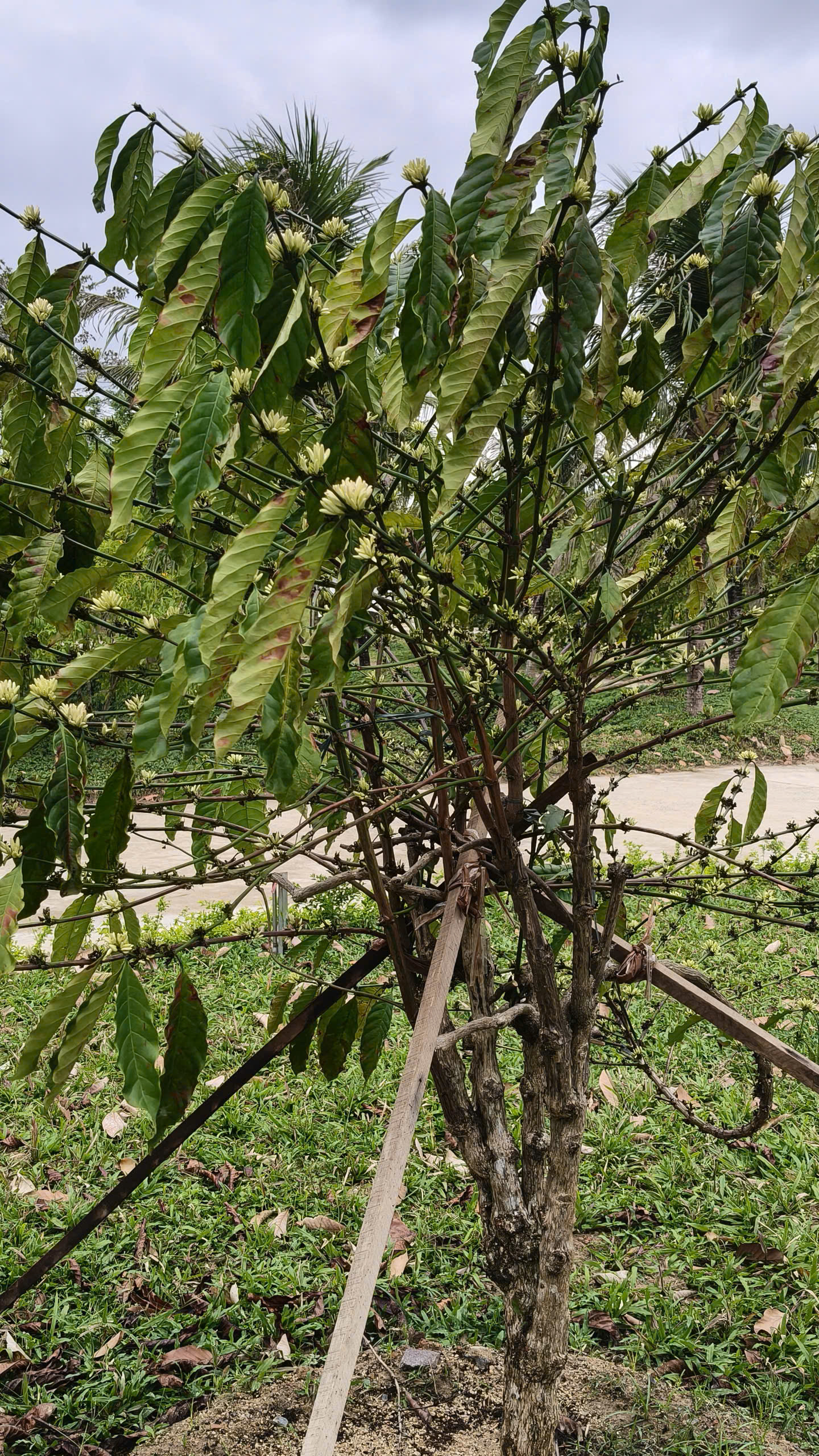 Cây cà phê trên trang sách và Vườn di sản Yersin