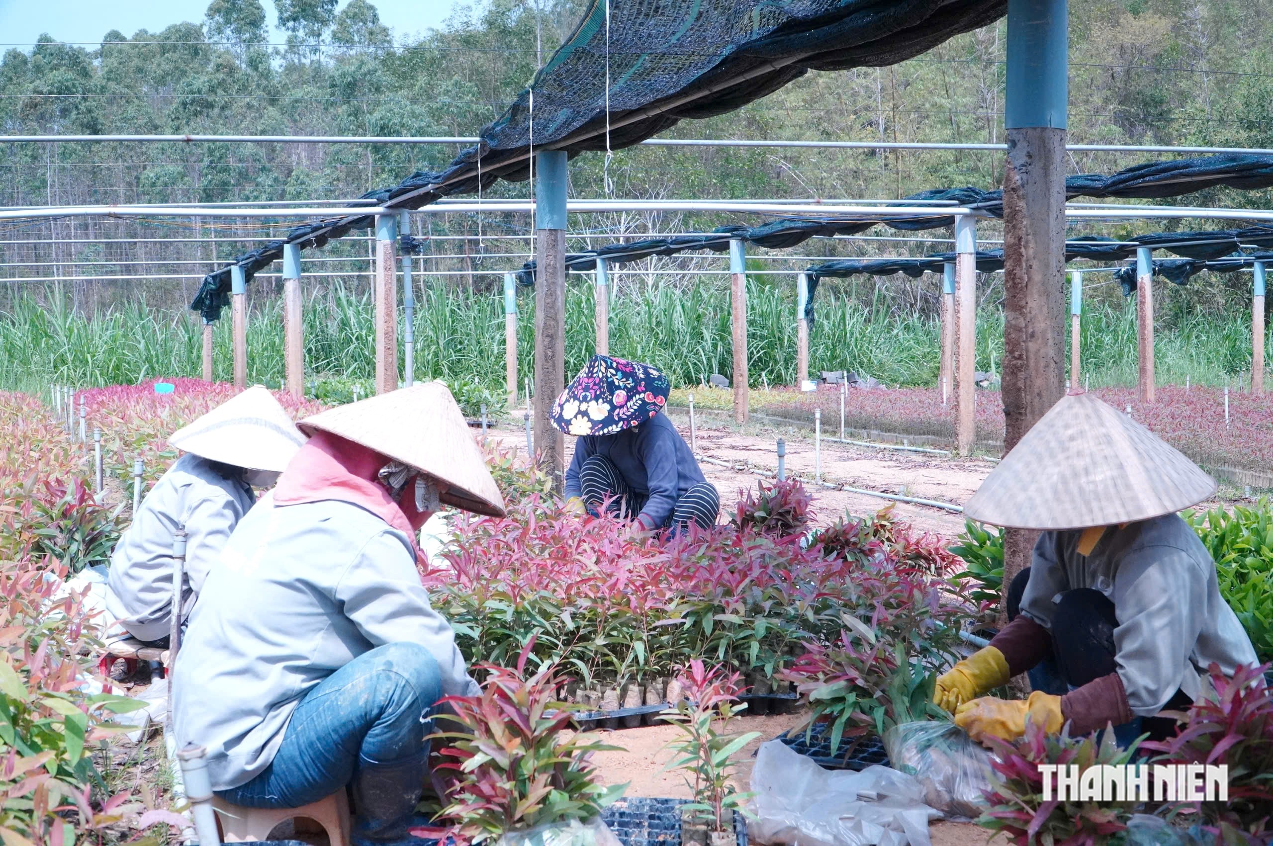 Bỏ nghề cơ kh&iacute; về l&agrave;m vườn ươm thu 20 tỉ mỗi năm - Ảnh 1.