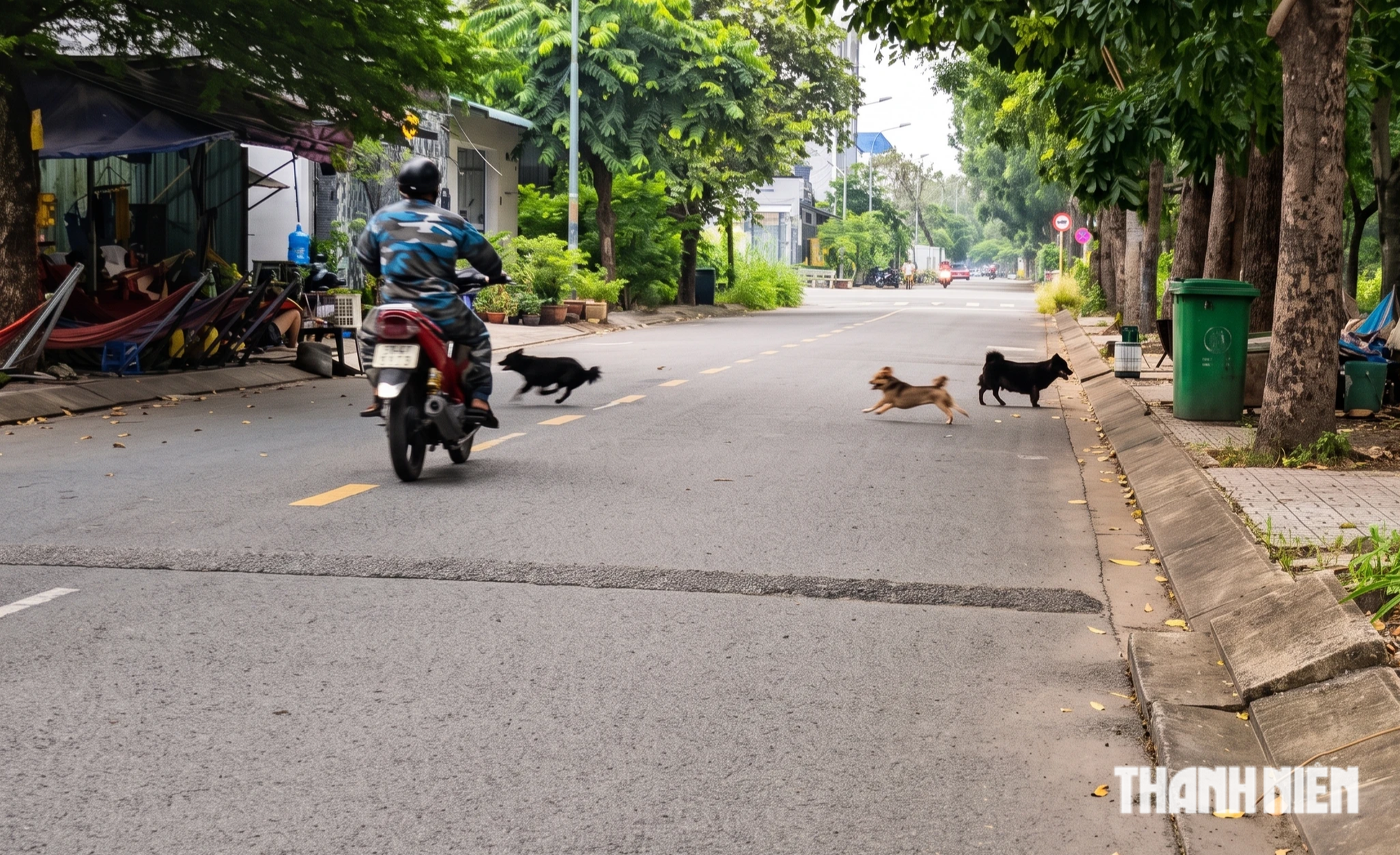 Bát nháo chó thả rông tại KDC Cát Lái: Phản ánh nhiều, đâu lại vào đấy! - Ảnh 1.