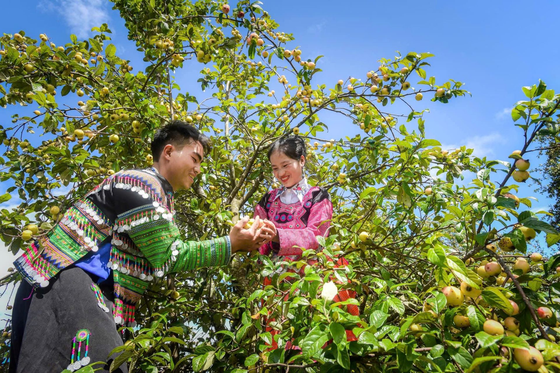Mùa quả chín trên đỉnh trời Tây Bắc - Ảnh 2.