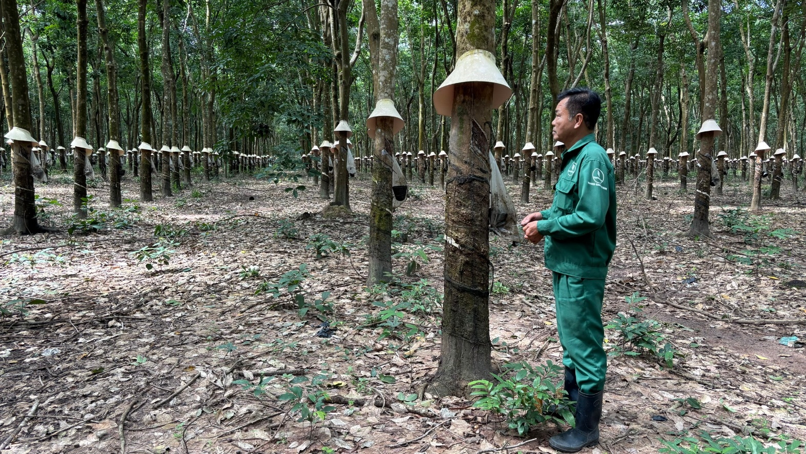 Từ người lính đến người giữ nghề cao su trên đất bạn - Ảnh 1.