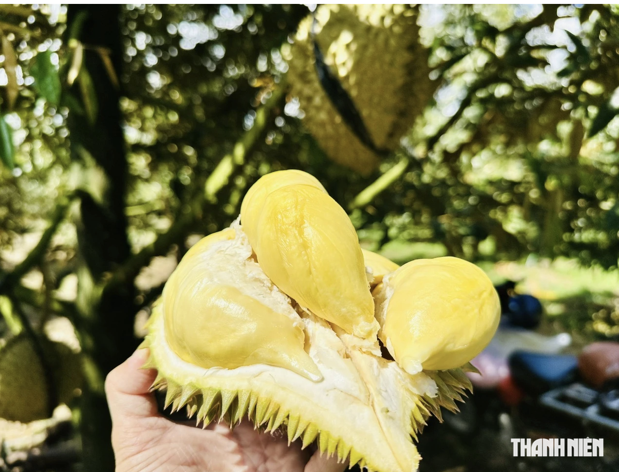Sầu riêng đưa tăng trưởng xuất khẩu rau quả bứt phá mạnh mẽ - Ảnh 1.