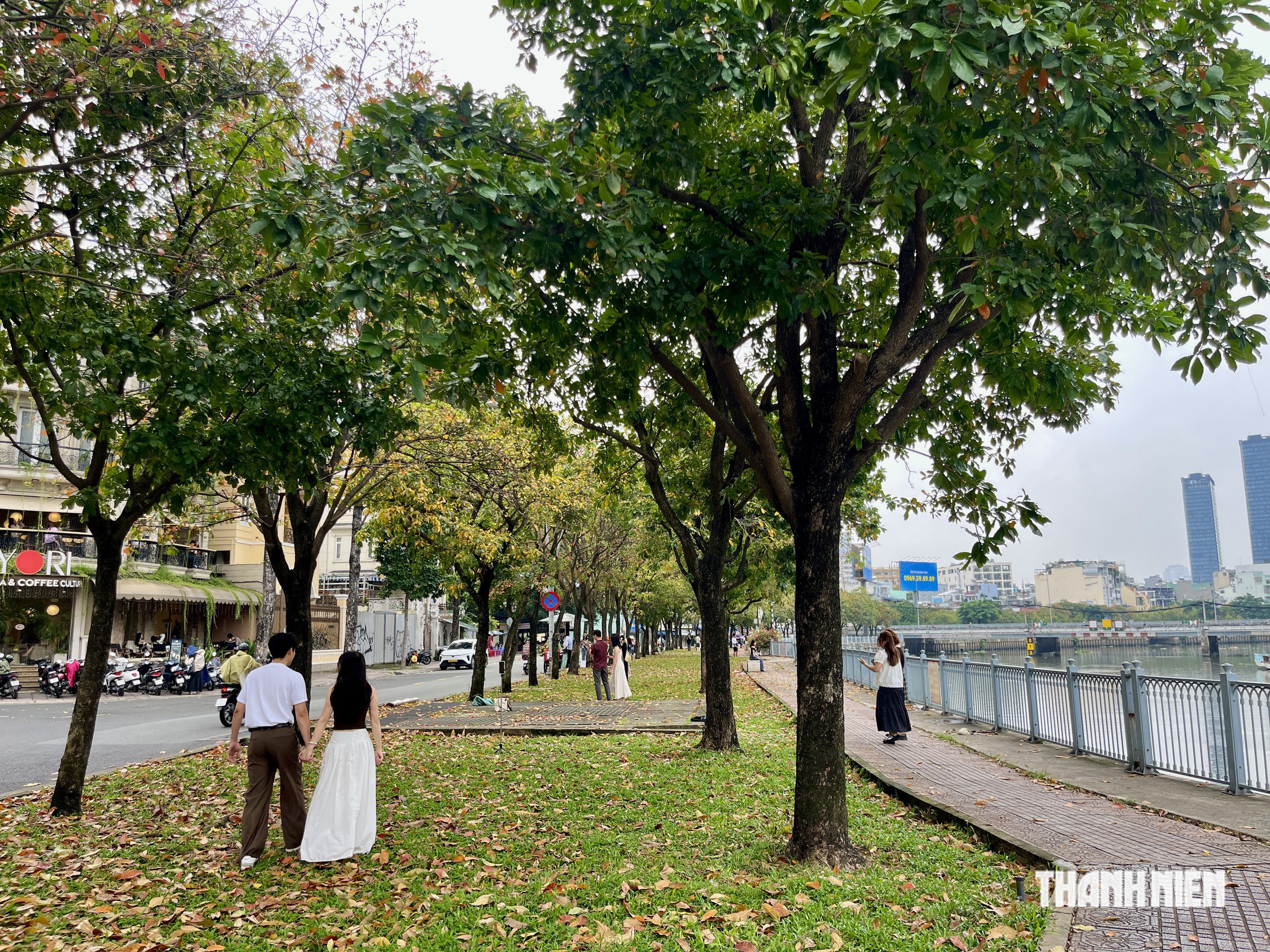 TP.HCM c&oacute; một &lsquo;con đường m&ugrave;a thu&rsquo; đẹp như phim H&agrave;n, giới trẻ m&ecirc; mẩn- Ảnh 4.
