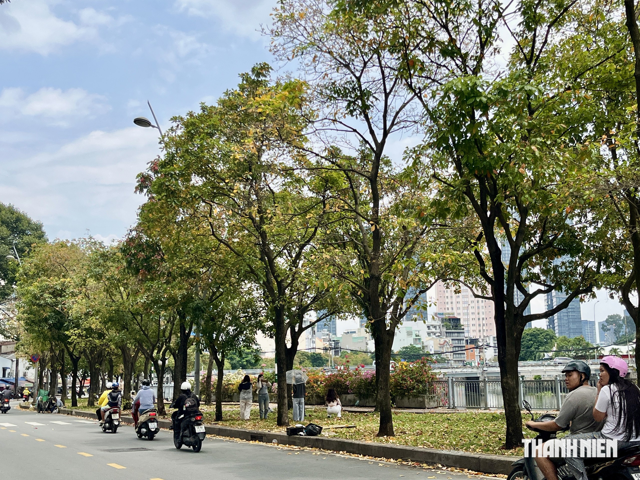 TP.HCM c&oacute; một &lsquo;con đường m&ugrave;a thu&rsquo; đẹp như phim H&agrave;n, giới trẻ m&ecirc; mẩn- Ảnh 1.