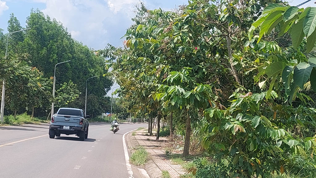 Cây xanh che khuất tầm nhìn- Ảnh 1.