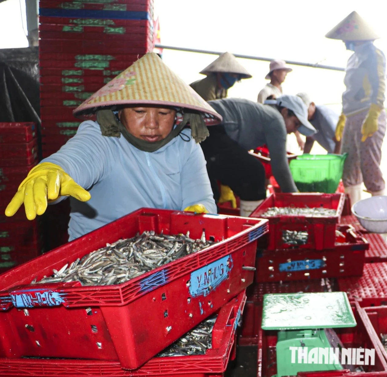 Cá cơm trái vụ 'được mùa', ngư dân Quảng Ngãi phấn khởi vươn khơi - Ảnh 4.