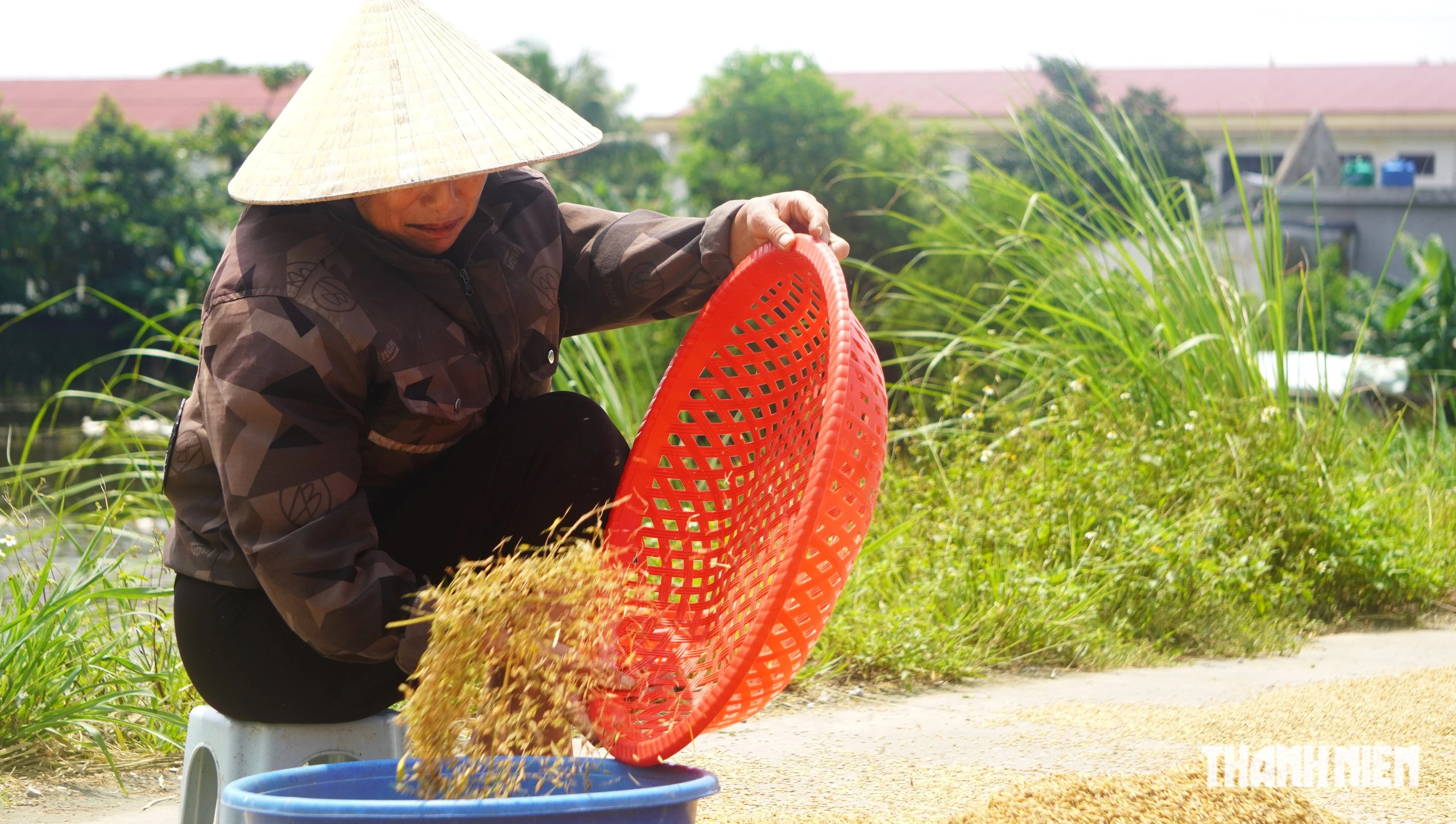 Mò lúa úng - Ảnh 6.