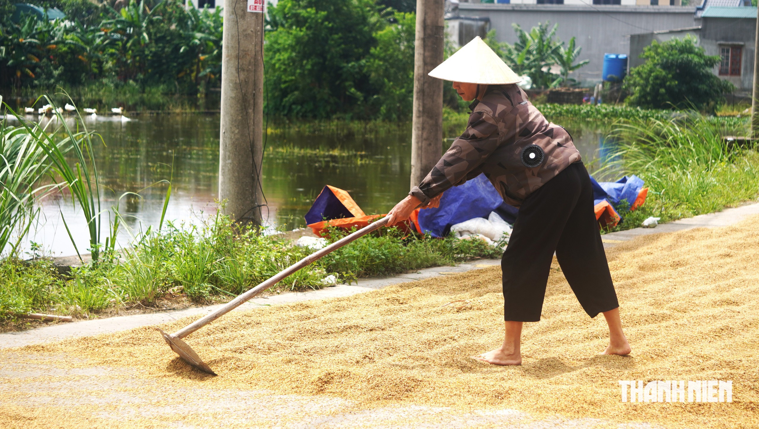 Mò lúa úng - Ảnh 5.