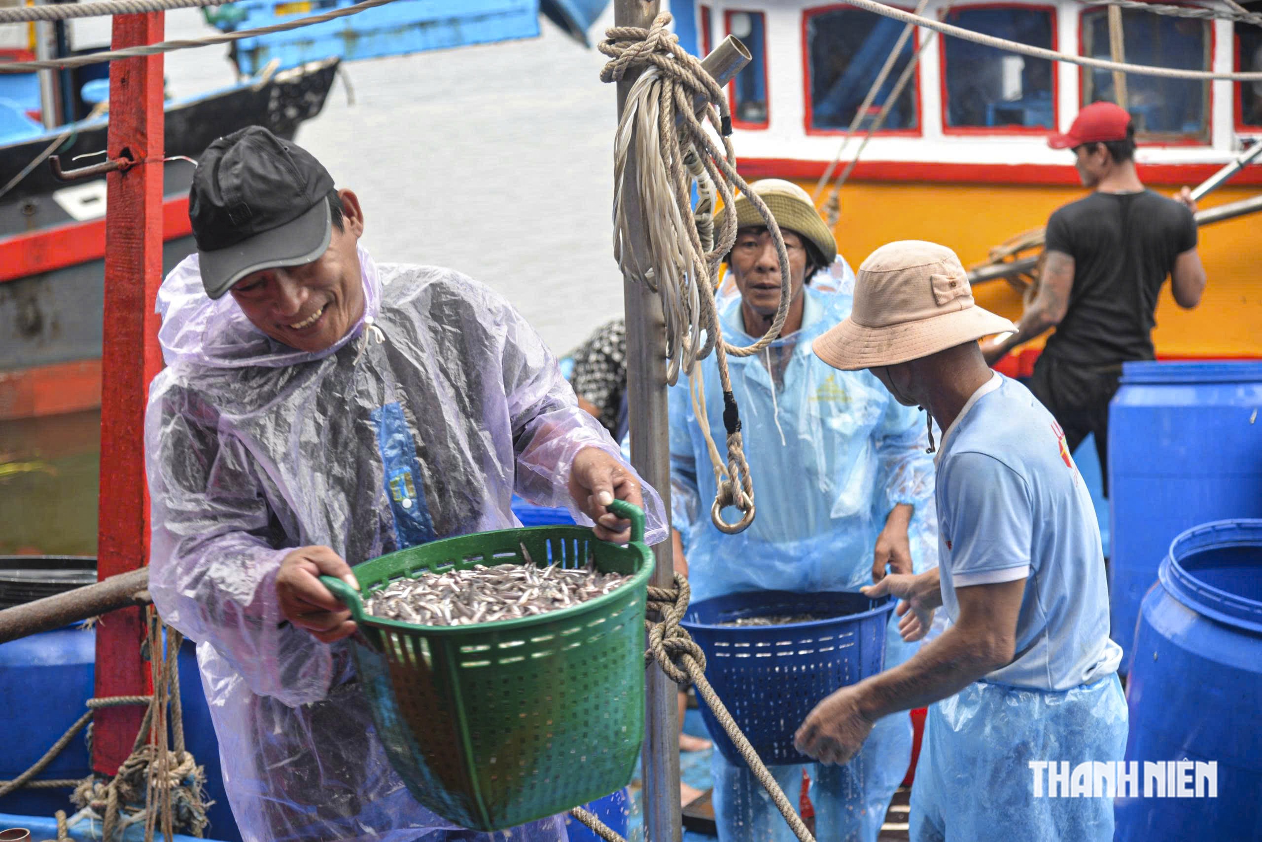 Cá cơm trái vụ 'được mùa', ngư dân Quảng Ngãi phấn khởi vươn khơi - Ảnh 2.