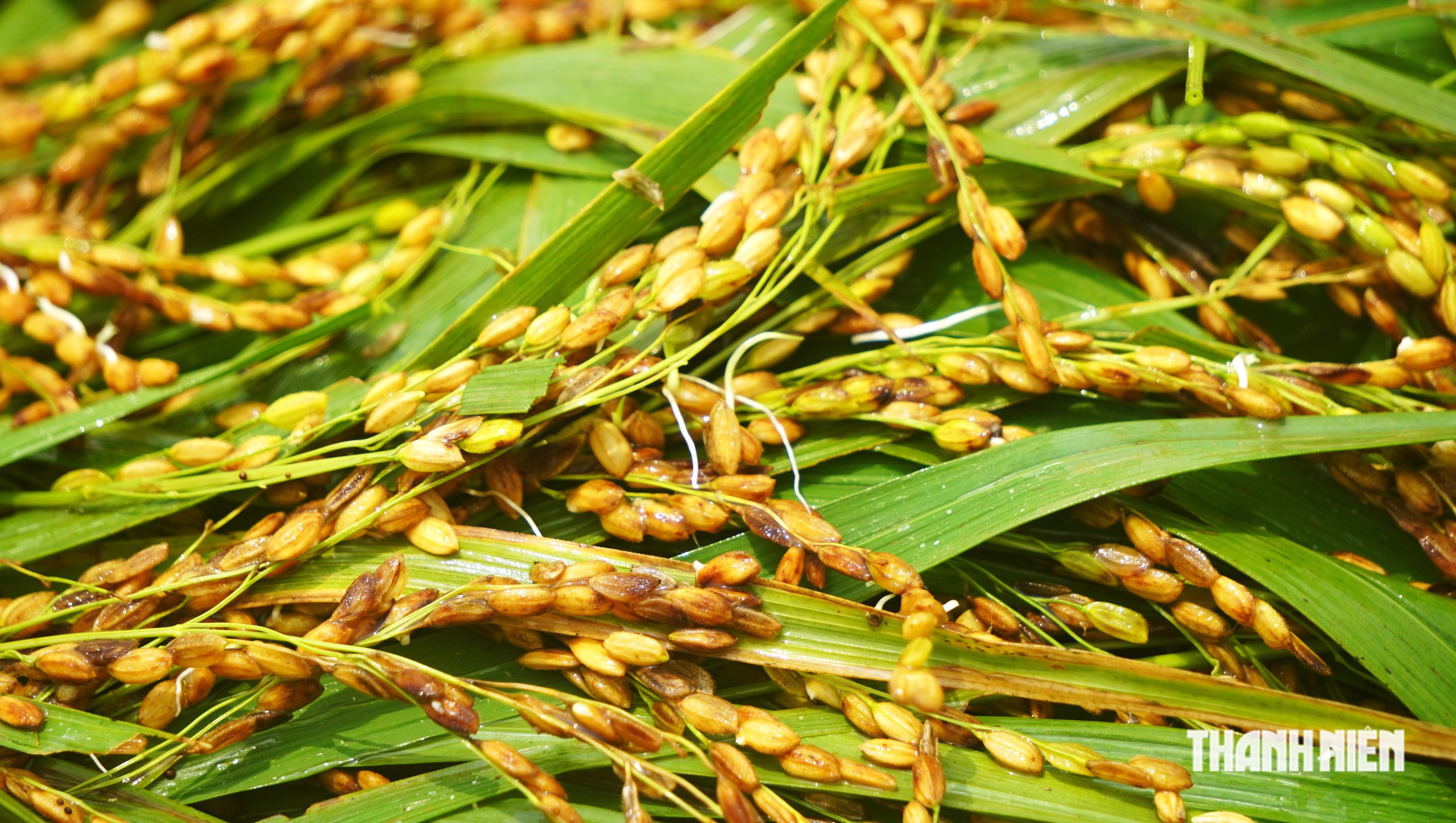Mò lúa úng - Ảnh 7.