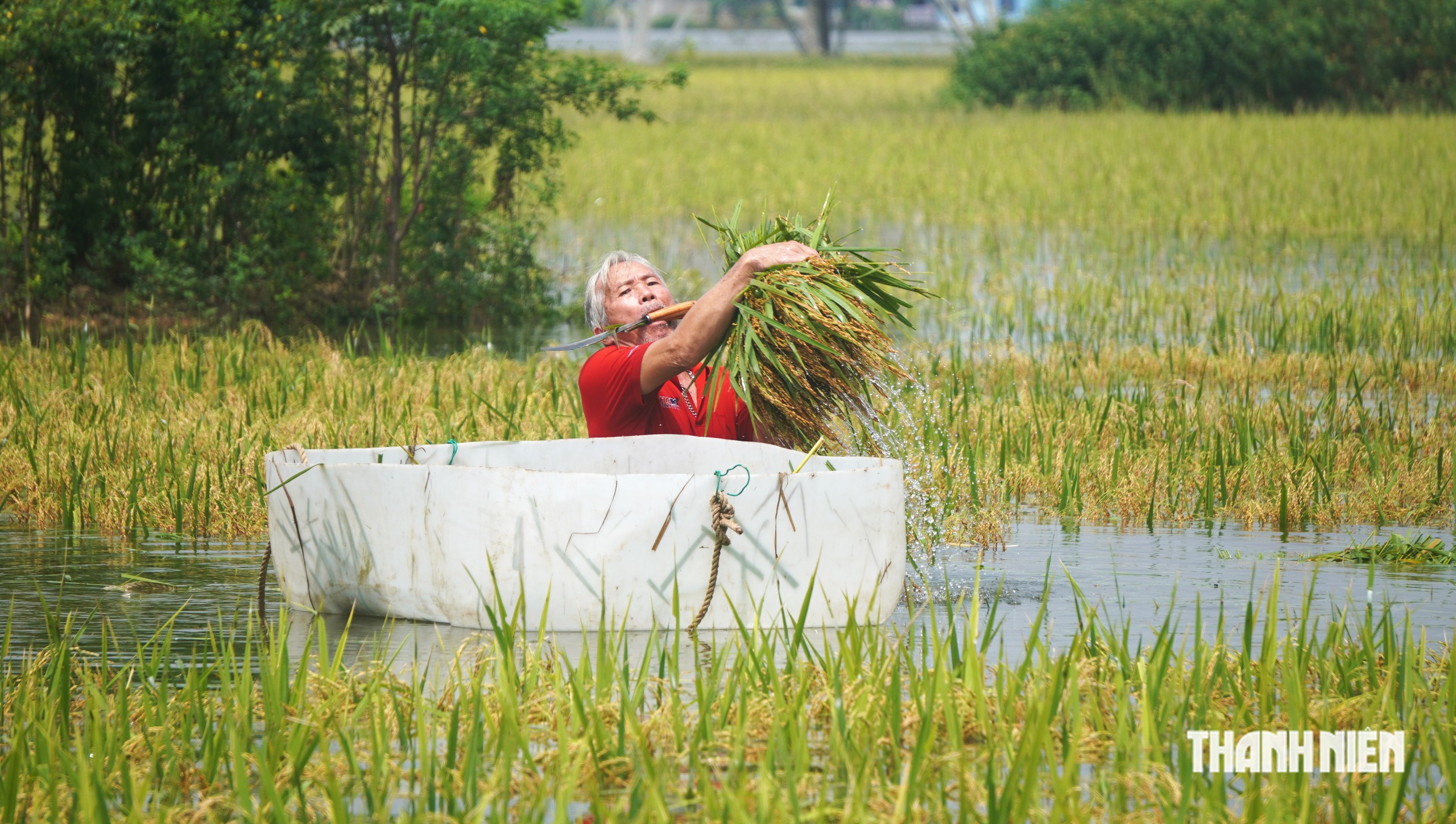 Mò lúa úng - Ảnh 1.