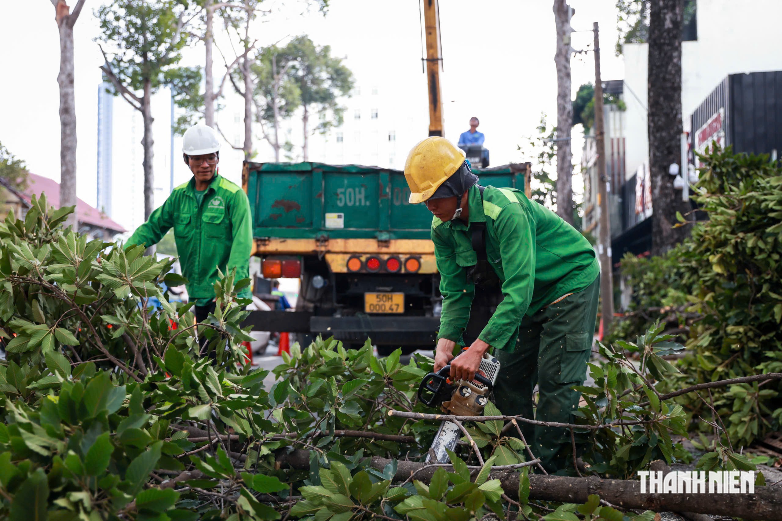 Hơn 8.000 cây cổ thụ ở TP.HCM được 'khám sức khỏe' trong mùa mưa thế nào?- Ảnh 3.